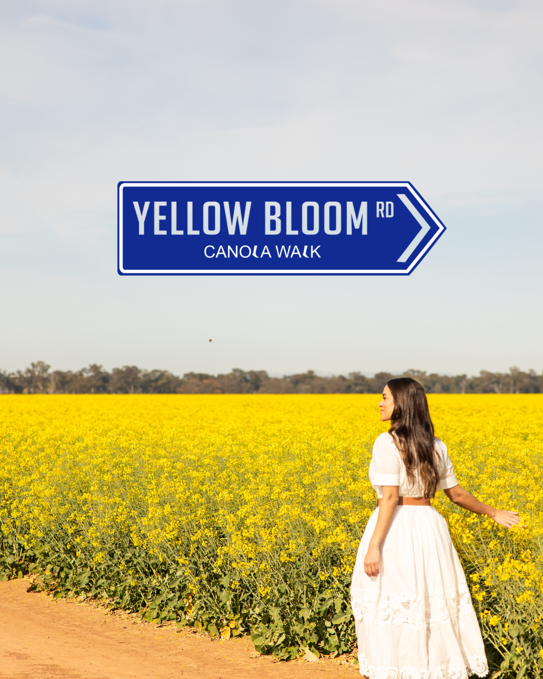YELLOW BLOOM ROAD IS OPEN!