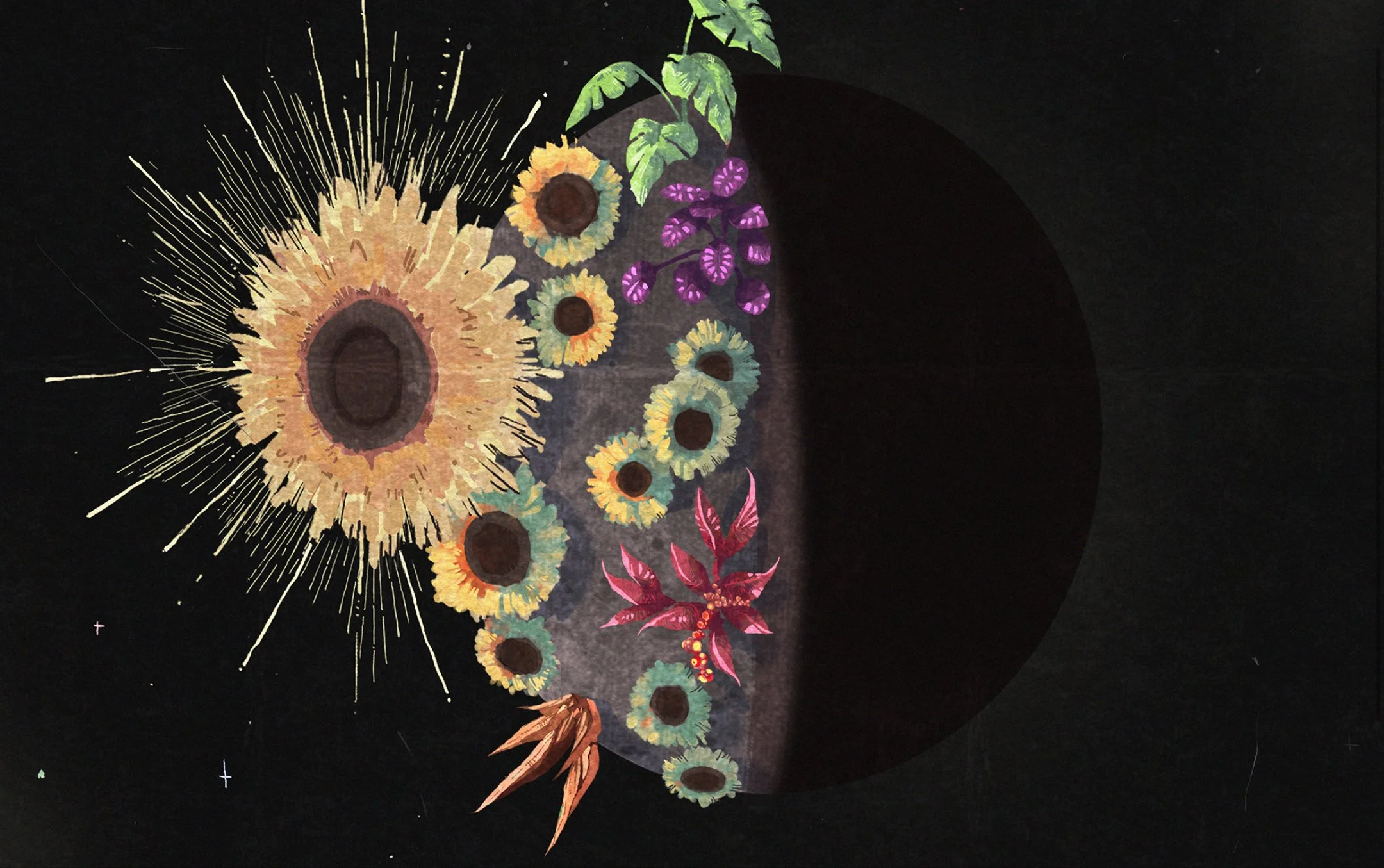 asteraceae “.rebirth”