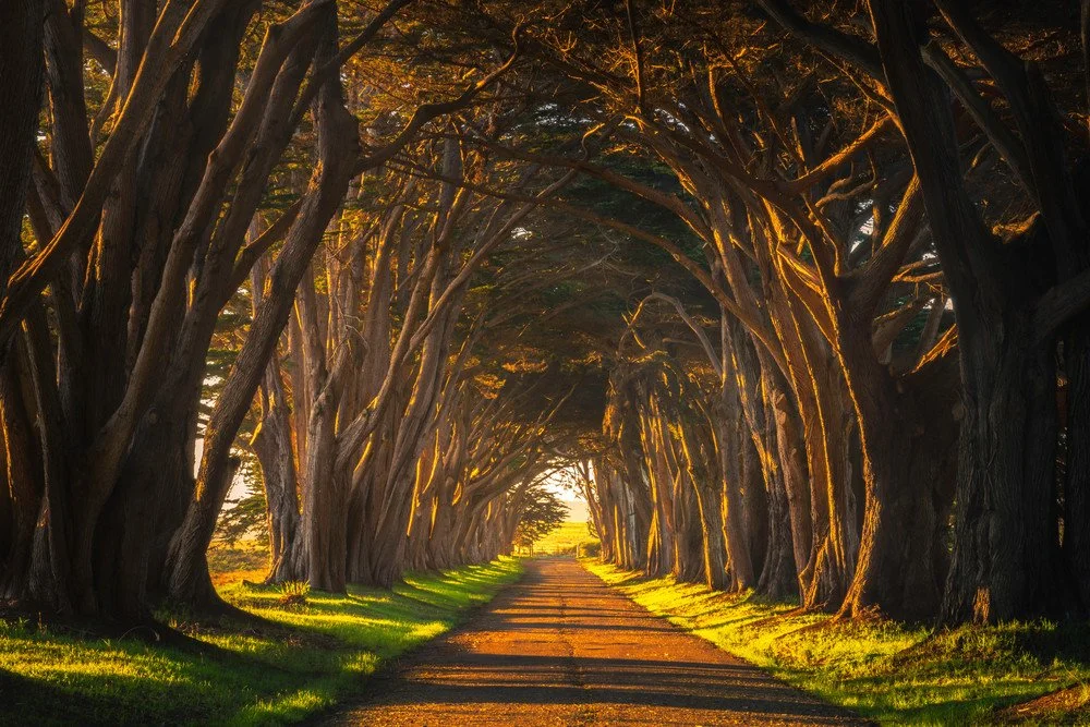 Cypress_Tree_Tunnel_vrxjqb.jpeg