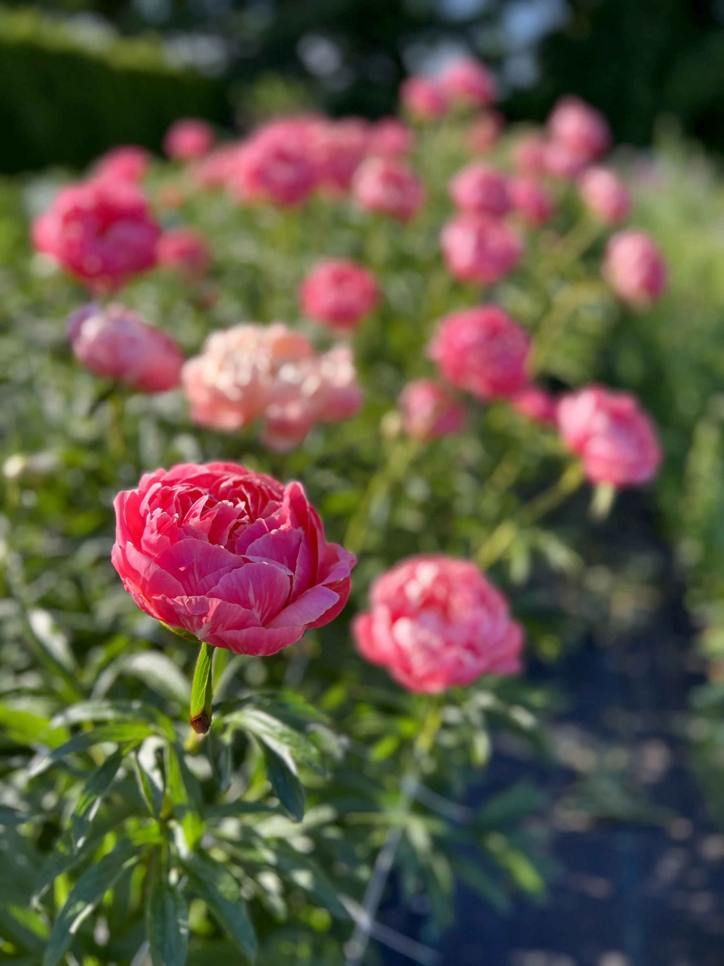 coral_charm_peony_bouquet_vancouver.jpg