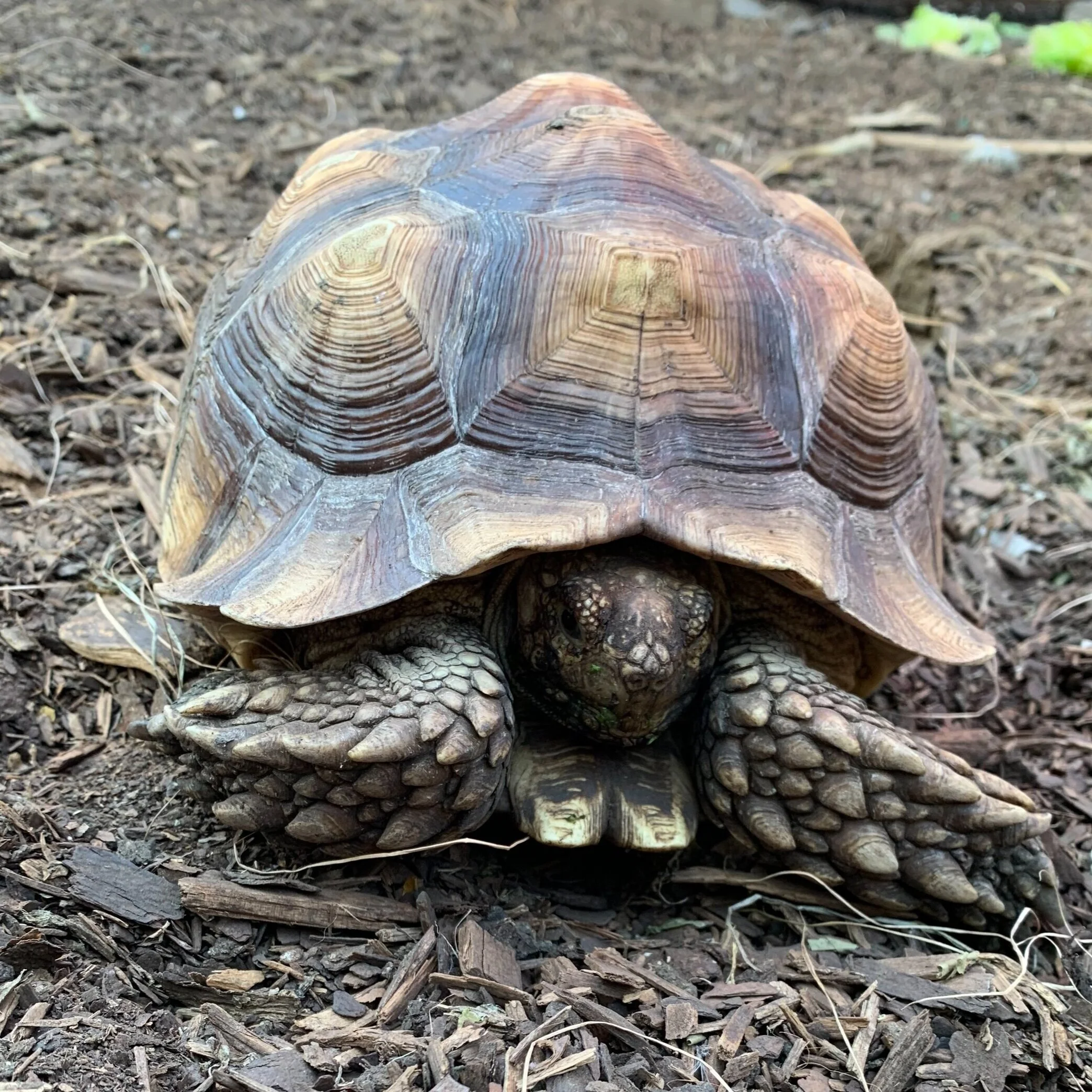Meet the Tortoises 🐢 — Saskatoon Farm
