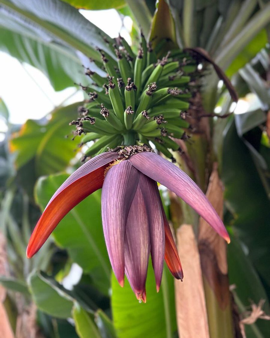 🌱🍌 Almost ready to harvest these bananas in our greenhouse! How cool is that? Come on over and see this tropical magic in Alberta! 🏔️🌴