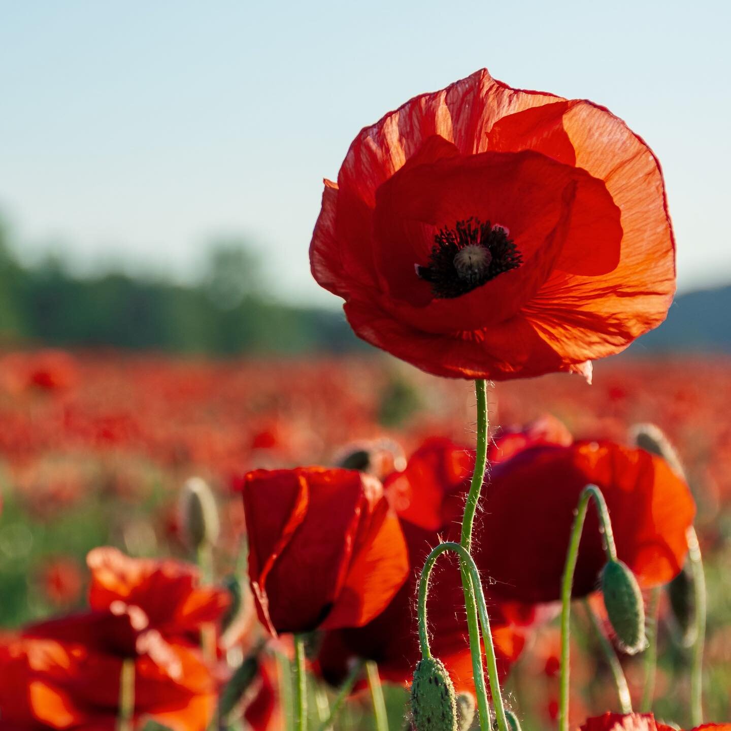 &quot;🌹 Honoring the brave souls who sacrificed for our freedom. On this Remembrance Day, let's remember and reflect on the sacrifices made for peace. Lest we forget. 🕊️ #RemembranceDay #LestWeForget #HonoringHeroes&quot;