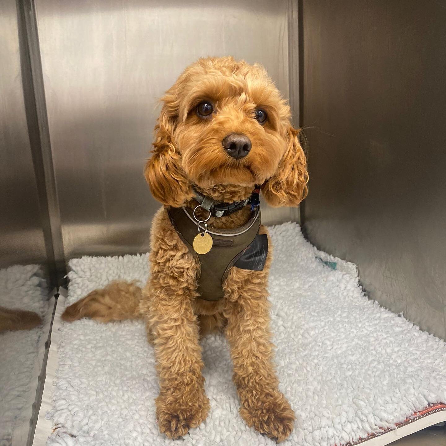 Look at Bertie being a very good boy whilst he was in for his castration. How cute is he?! 🐾🥰

#theurbanvet #independentvet #londonvetclinic #earlsfield #wimbledon  #tooting #veterinarymedicine #veterinary #vetspractice #london #southlondonvets #ve