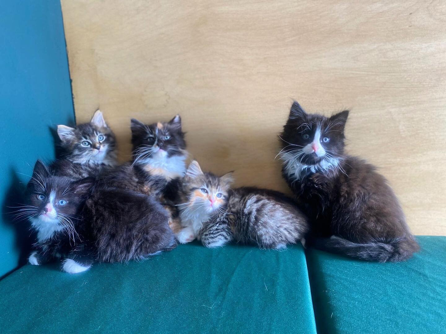 Have a look at these cuties! This beautiful litter came in this week for their first vaccinations and health checks 🥰

#theurbanvet #independentvet #londonvetclinic #earlsfield #wimbledon  #tooting #veterinarymedicine #veterinary #vetspractice #lond