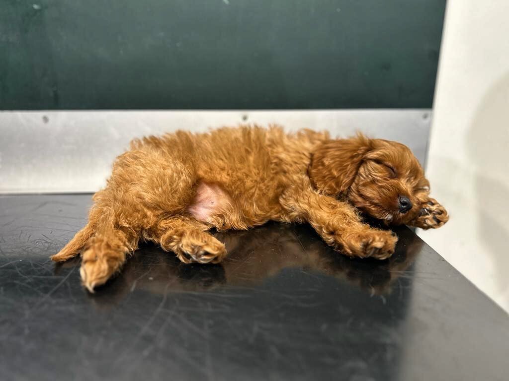 The adorable Nate came in this week for his first puppy check! Someone had a very exciting day and was very relaxed for his appointment 😴💤

#theurbanvet #independentvet #londonvetclinic #earlsfield #wimbledon  #tooting #veterinarymedicine #veterina