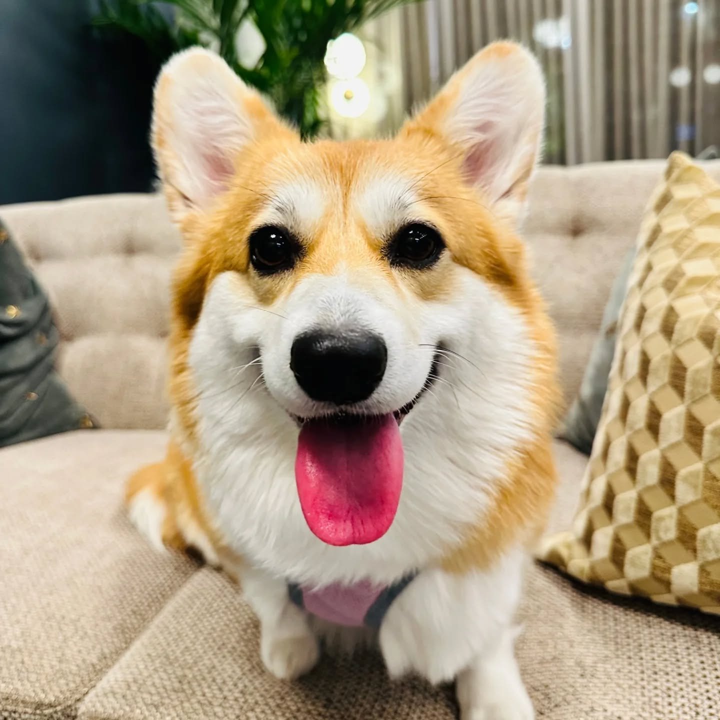 Harley Quinn is feeling like a million dollars after her check up and vaccines! We are so glad we could give you the positive experience you deserve!💖🔥✨️
-
- #theurbanvet #independentveterinarypractice #corgi #goodgirl #localvet #earlsfield #wimble
