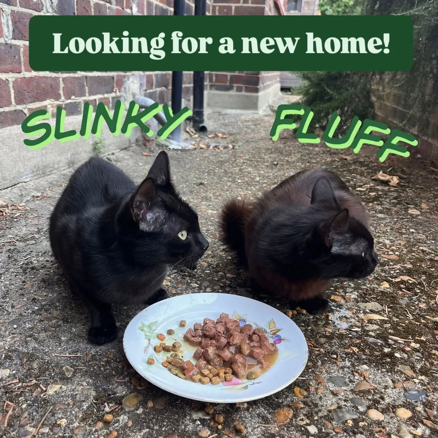🐈&zwj;⬛️&nbsp; Meet Slinky and Fluff, two young black females who are looking for a forever home! They were rescued as strays and now need to find a home! 
CONTACT US DIRECTLY IF YOU ARE INTERESTED! 💚 

🏡 Preferably to be homed together as a pair 