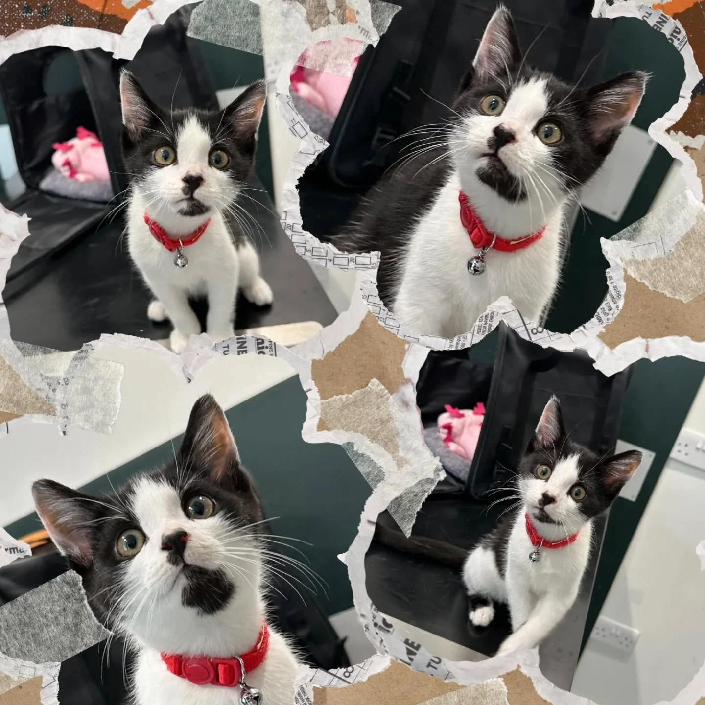 All bow before JUGGERNAUT ⚒️...destroyer of shoelaces! 
-
-
-
-
- #theurbanvet #independentveterinarypractice #kittensofinstagram #kittenadventures #juggernaut #earlsfield #wimbledon #balham #clapham #tooting #kitten