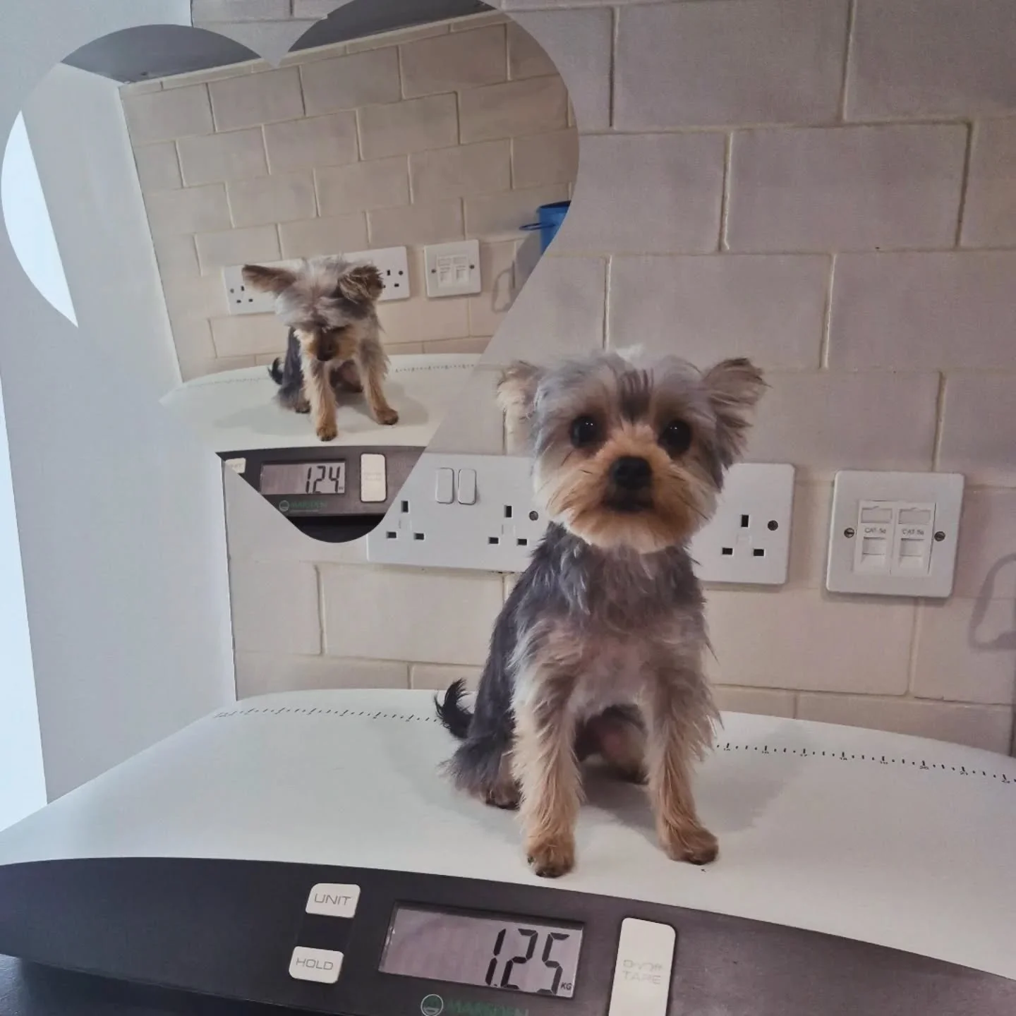 Small dog, Big personality! 🐾💚 Meet little Rex, the #miniatureyorkie 
-
-
-
-
-
- #theurbanvet #independentveterinarypractice #earlsfield #wimbledon #balham #clapham #wandsworth #localvet #yorkiegram