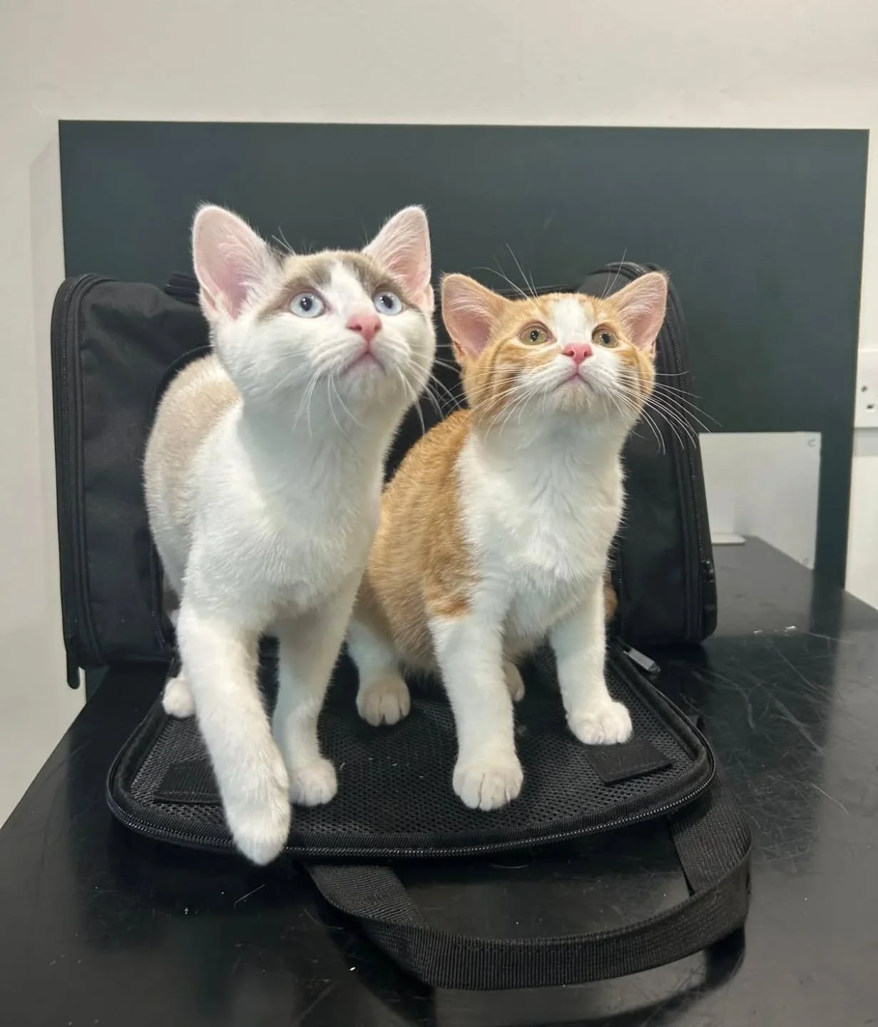 This stunning pair, Miso and Ren, were very brave for their vaccines!💞 A pair of very curious kittens! 🐾🩺 
-
-
-
-
- #theurbanvet #independentveterinarypractice #veterinarylife #kittensofinstagram #newkitten #catvaccine #cathealthcare