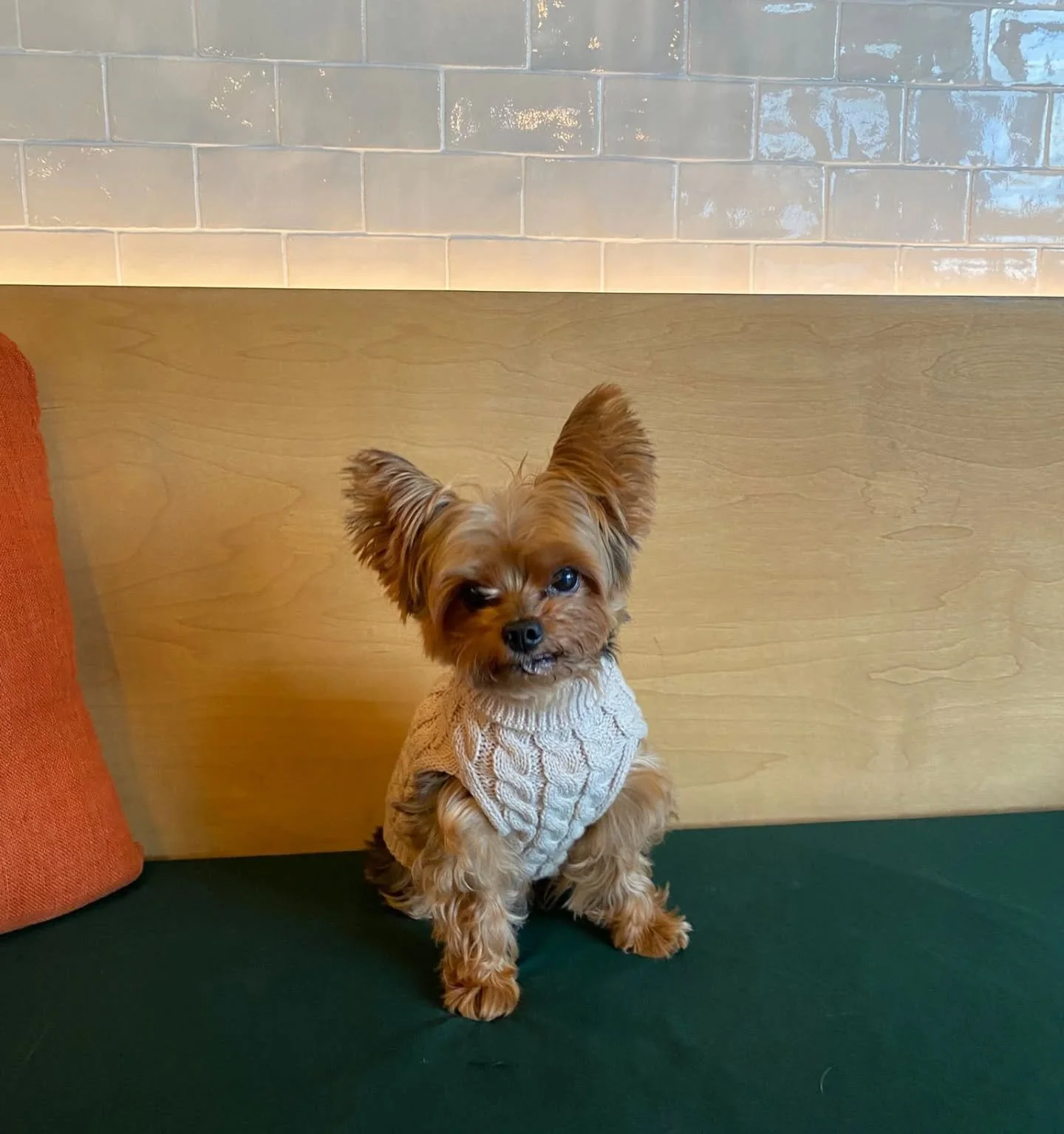 All wrapped up and ready for the winter weather!❄️🐾 We hope everyone is having a cute and cosy festive period🎄🎆🫶 

See our pinned post for holiday opening times 📅 
-
-
#independentveterinarypractice #earlsfield #wimbledon #clapham #balham