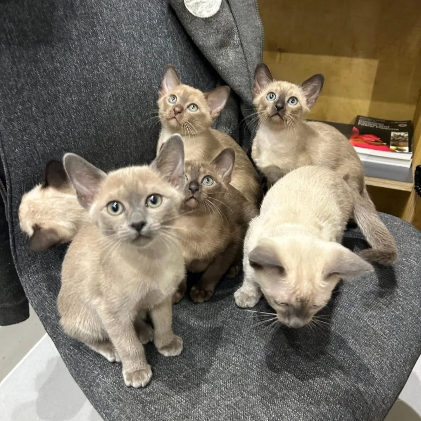 Six kittens sniffing, 12 eyes-a-peering, 24 paws exploring and countless toe beans 🐾😍 This year we were given the gift of overwhelming cuteness🎁 
-
-
-
-
- #theurbanvet #independentveterinarypractice #localvet #kittensofinstagram #tonkinese #earls