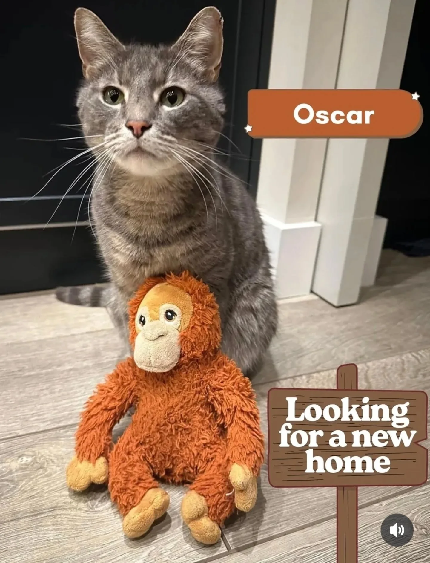 🏡 LOOKING FOR A NEW HOME!
Oscar's mum is looking for a new loving home for
him since a family member has unfortunately
become allergic to cats. IF INTERESTED, PLEASE
CONTACT THE URBAN VET 0203 642 4892 

📅 He's 7 years old (birthday is May 7th 2018