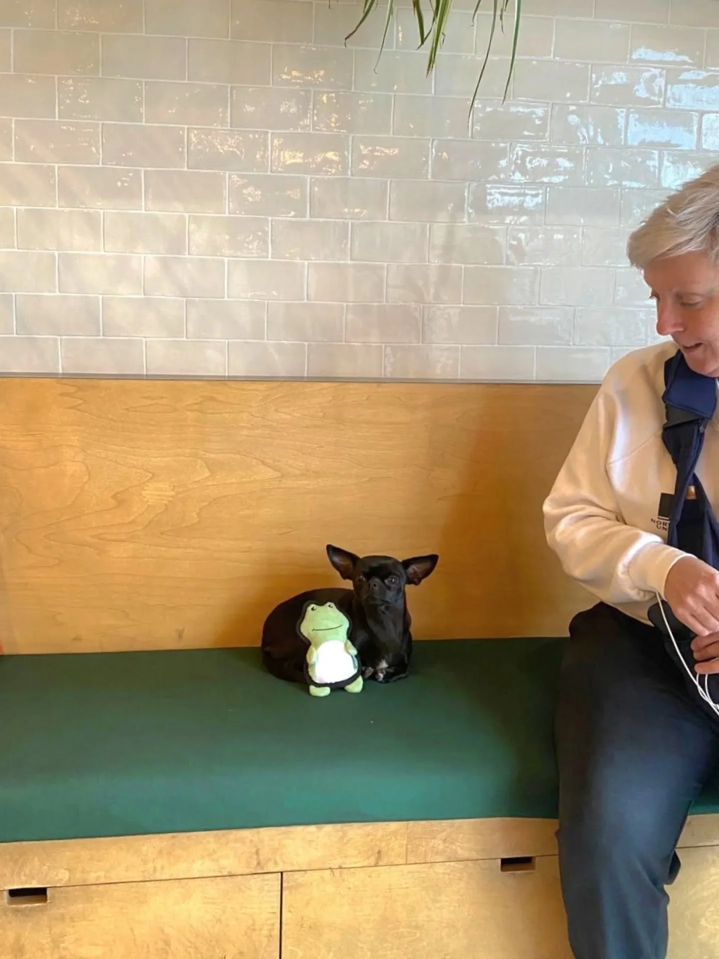 Small girl, big courage 💪💚🐾 Go Poppy! Extra cuddles needed after this visit 🫶🥰
-
-
-
- #theurbanvet #independentveterinarypractice #localvet #chihuahua #dogsofinstagram #earlsfield #wimbledon #balham #clapham #wandsworth