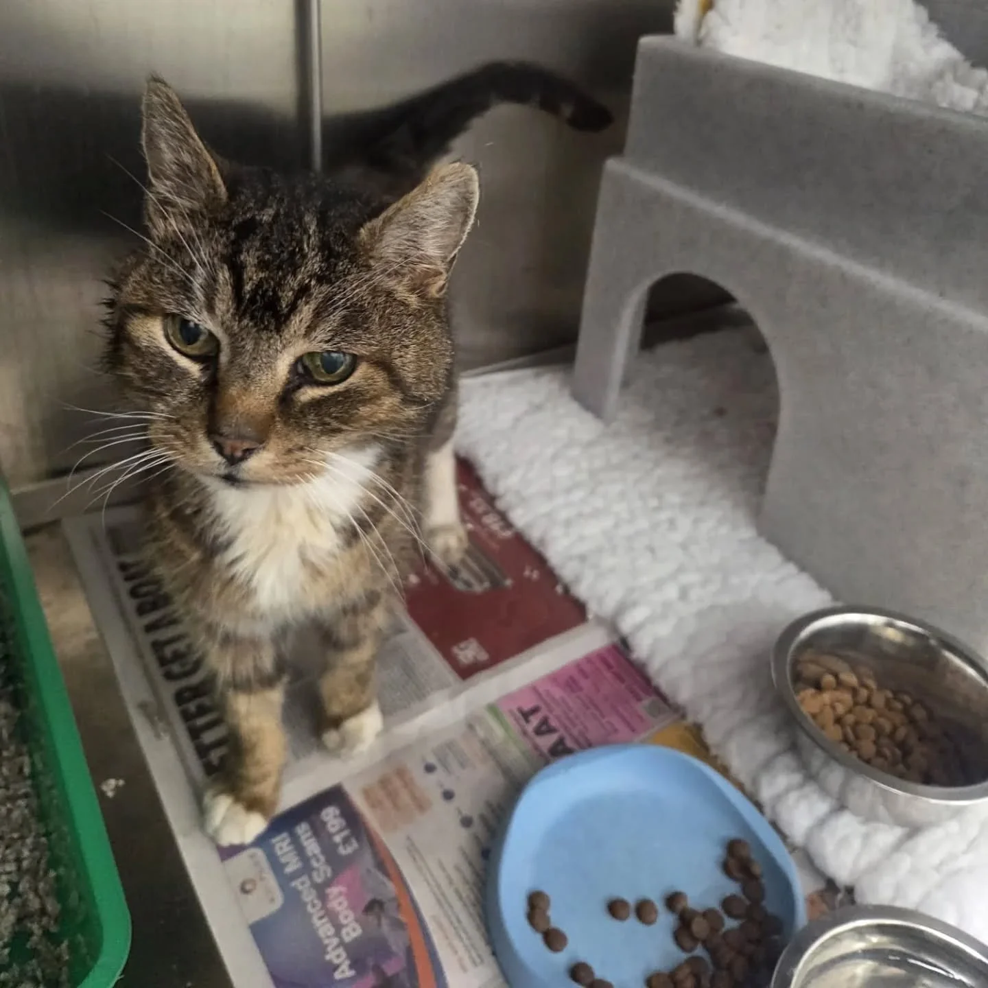 UPDATE Thanks to the kind folks at @protectedpawsanimalrescue, Todd has been given a place with a fosterer home. We hope he is settling in well and has a lovely retirement with lots of warm naps 🫶 and a full tummy🐾🥹

Thank you to everyone who help