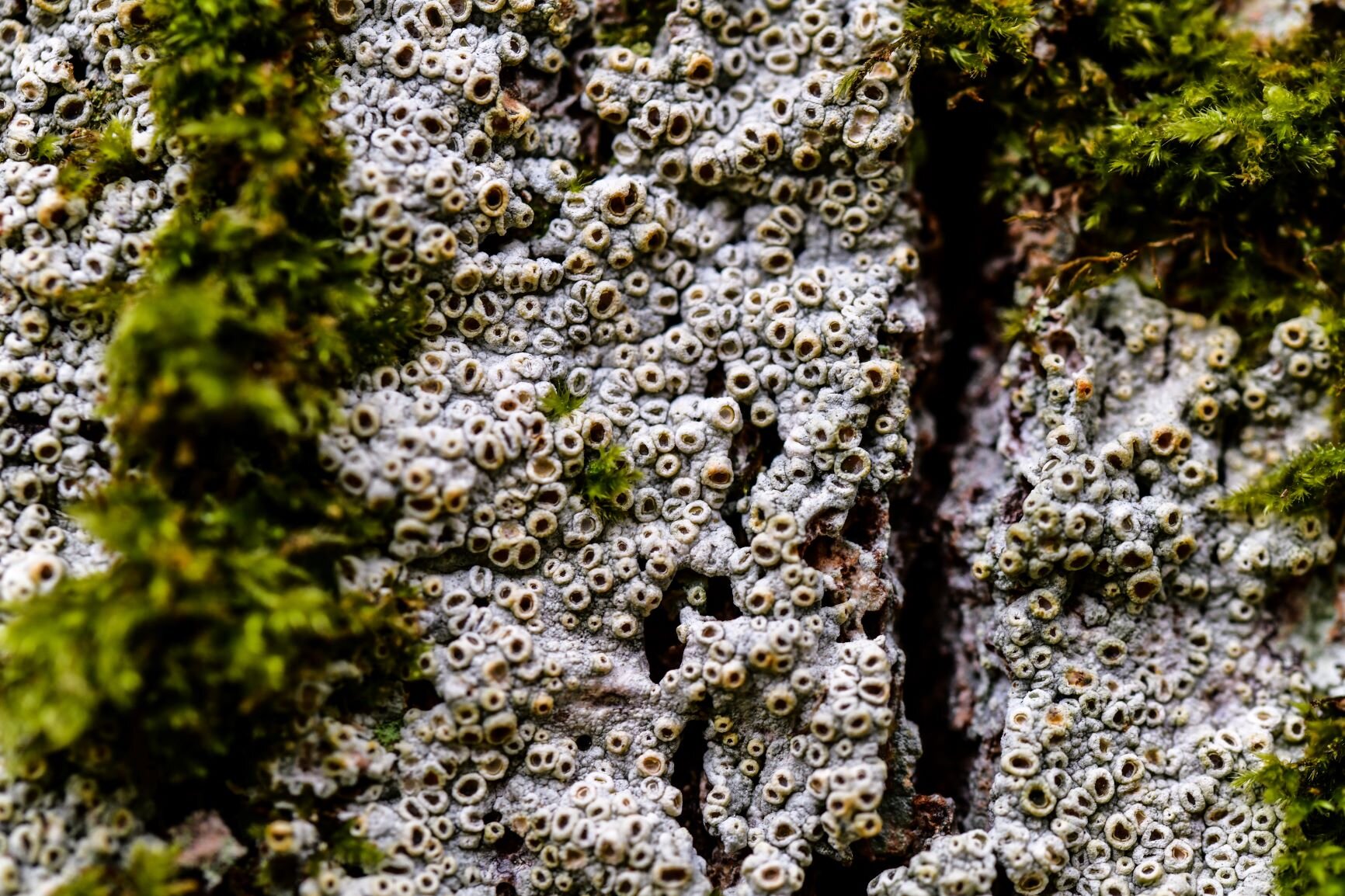 Strange creatures &amp; starry constellations