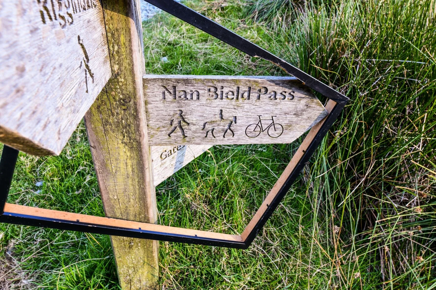 seagull screeches clan