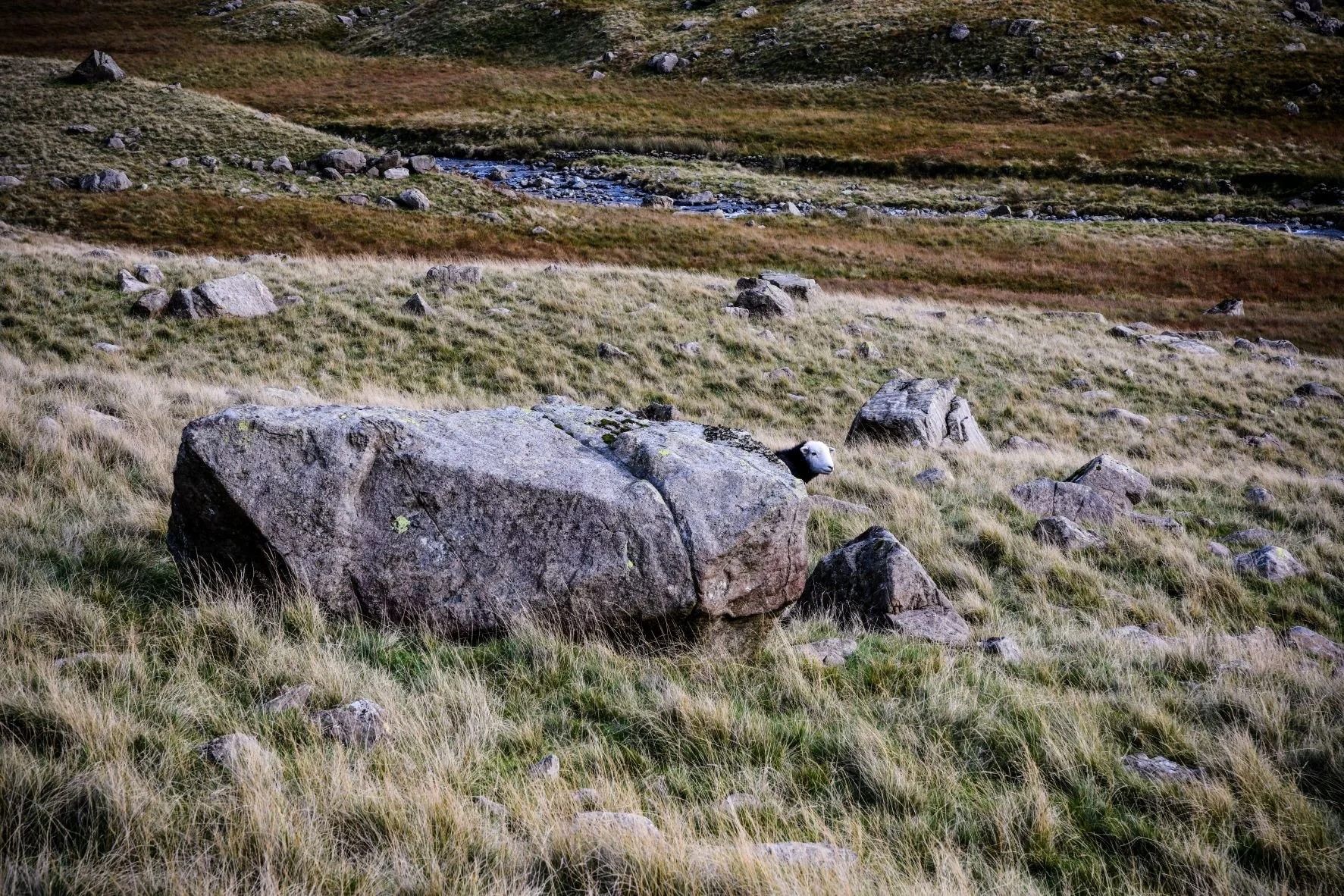 peeky sheepy-1rs.JPG