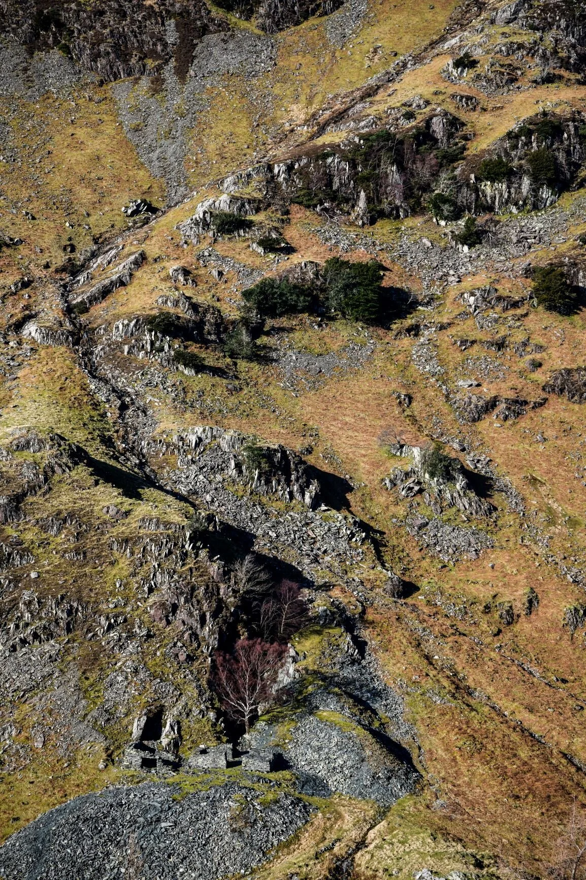 the last stand of juniper