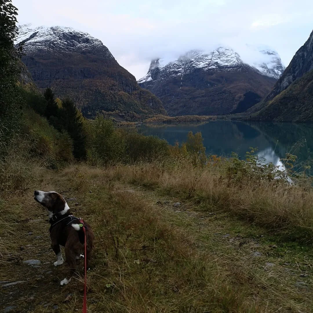 Max kjenner eimen av hjort🙂 #hogrenningsetra #lodalen #lovatnet #drever