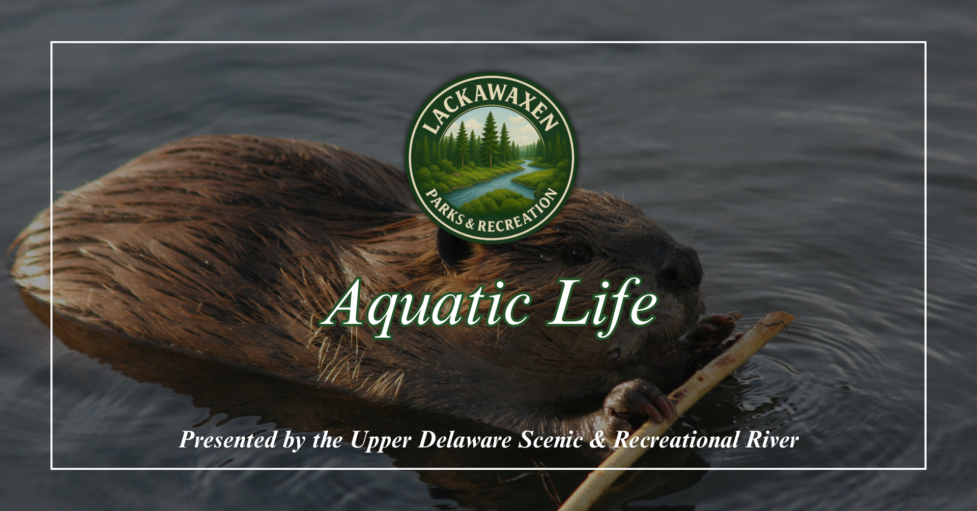 Parks &amp; Recreation "Aquatic Life" Program