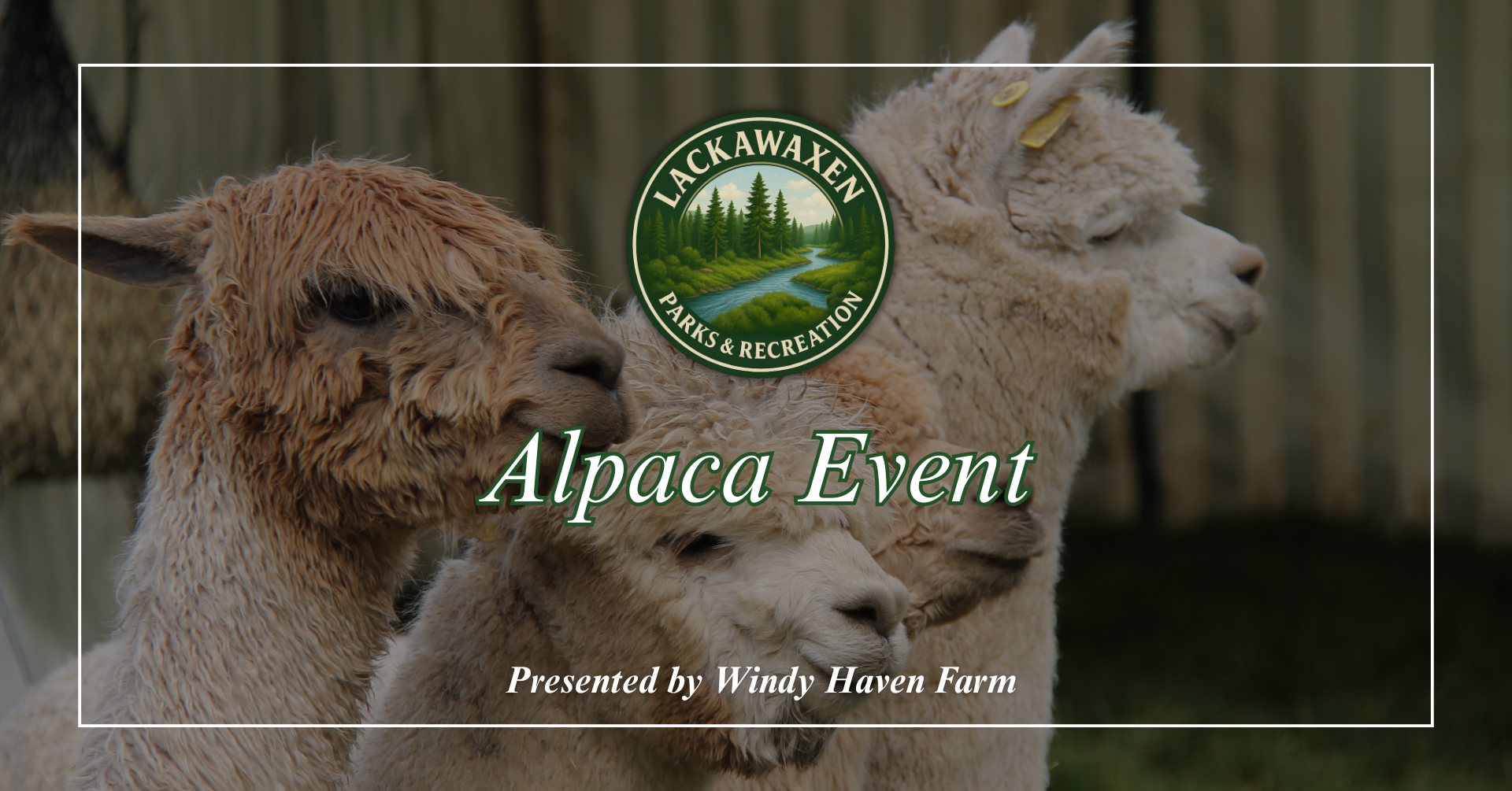 Parks &amp; Recreation Alpacas