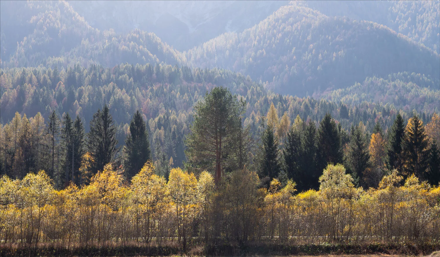 3 slovenia-trees ss.jpg