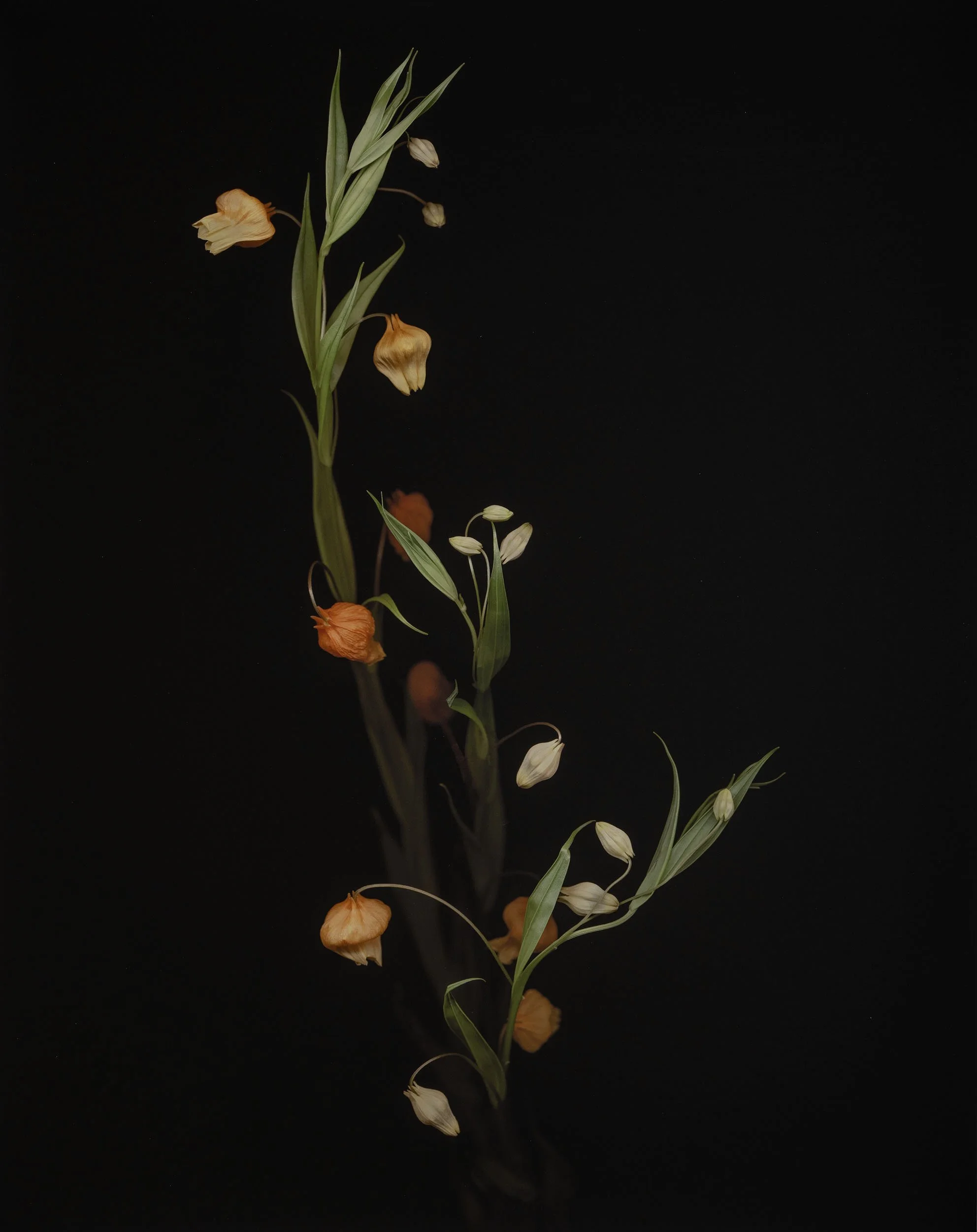 Joyce Tenneson, Lily of The Valley