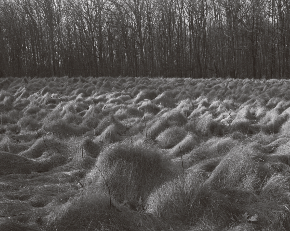 Scott Offen, Grace Resting On A Hay Stack