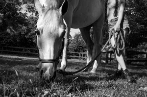 Denise Laurinaitis, An Afternoon Grazing