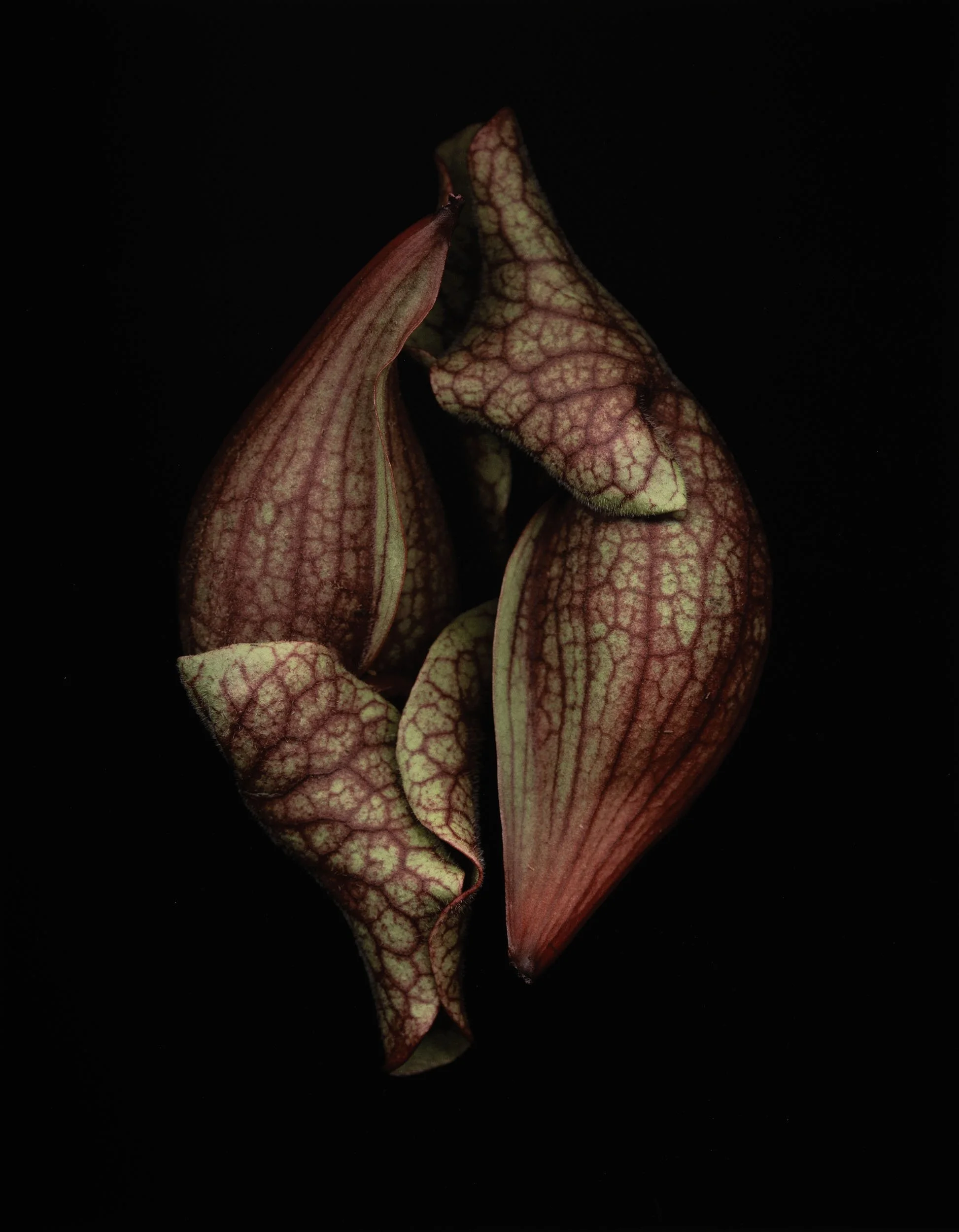 Joyce Tenneson, Untitled Flower's 5