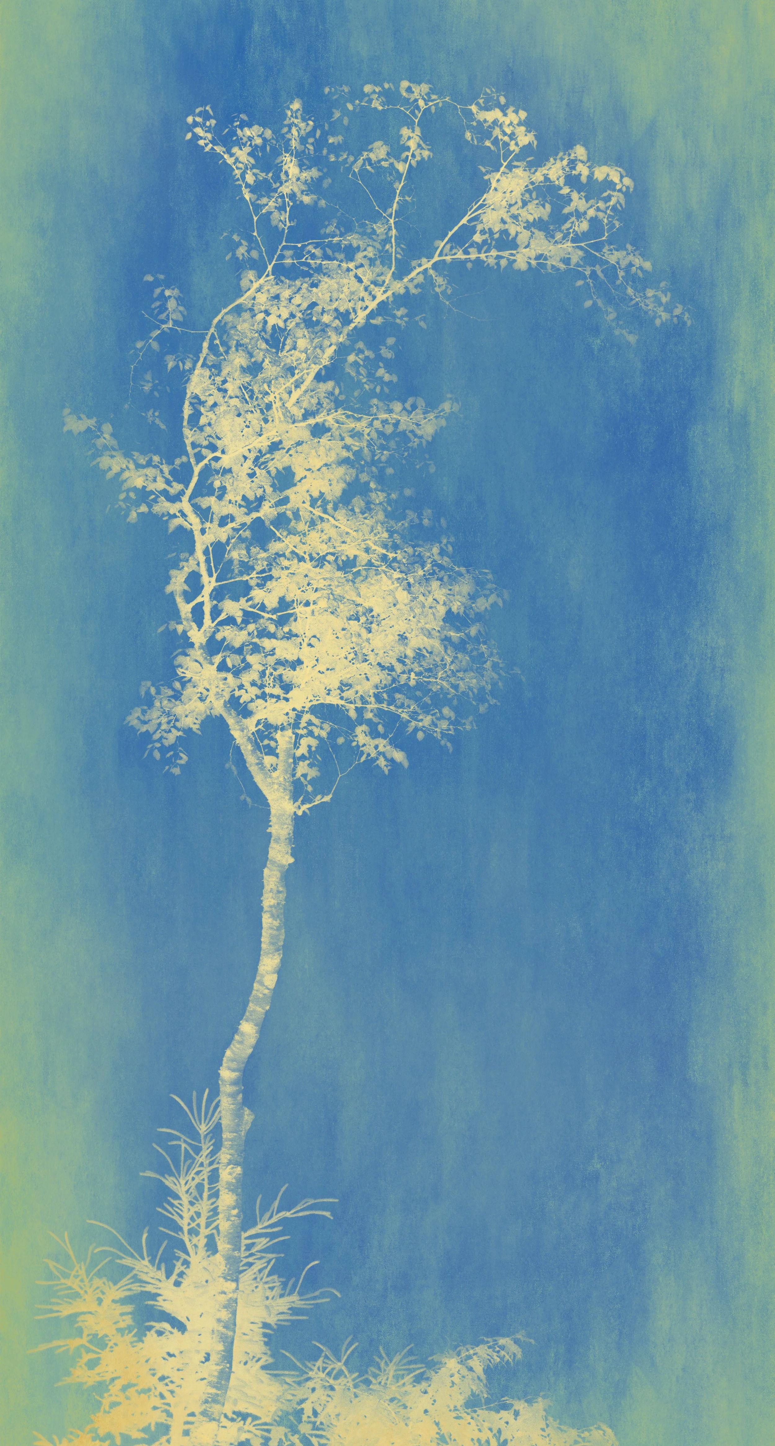 Joyce Tenneson, Sacre Bleu Series, Lyrical Tree