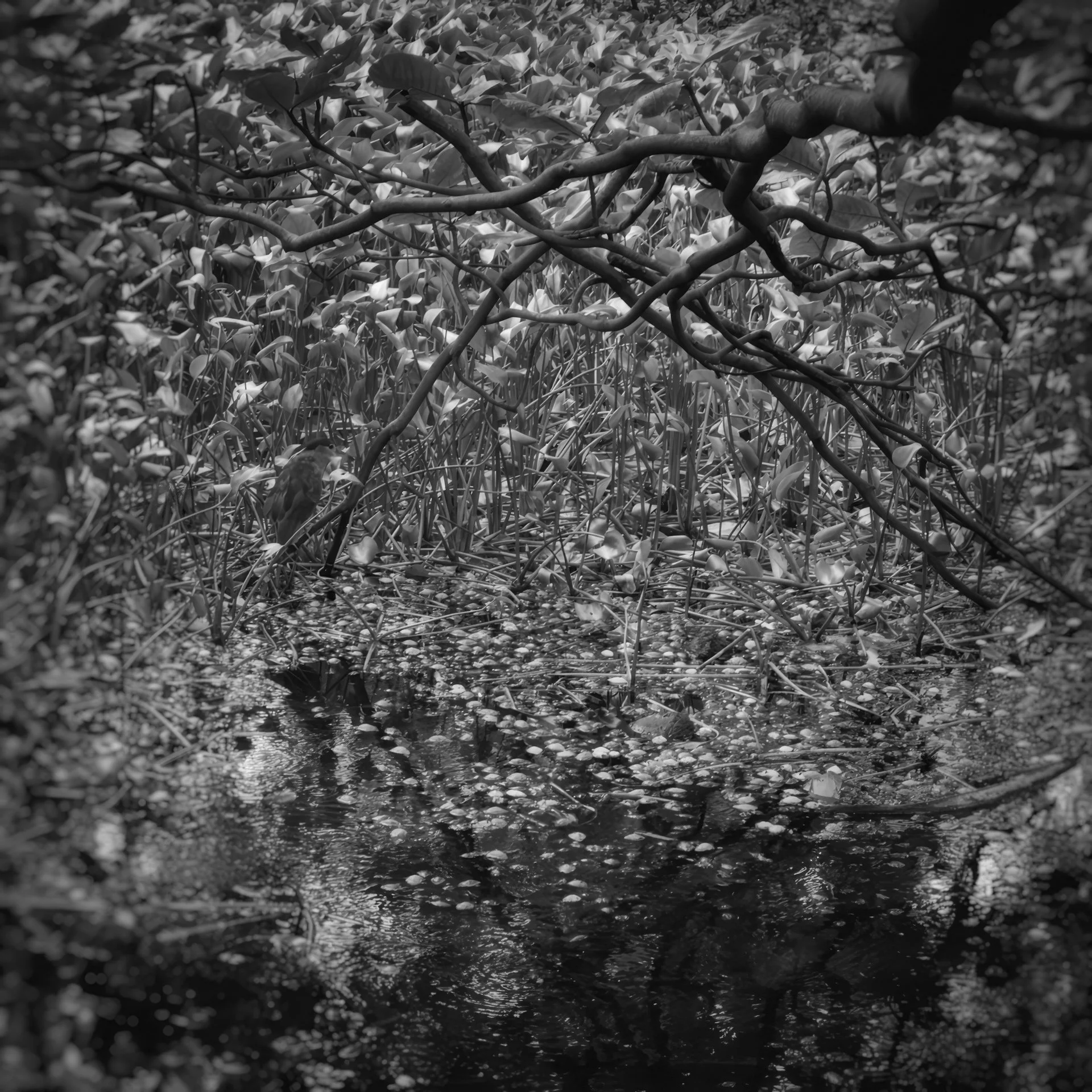 Elizabeth Greenberg, Punaluʻu, HI