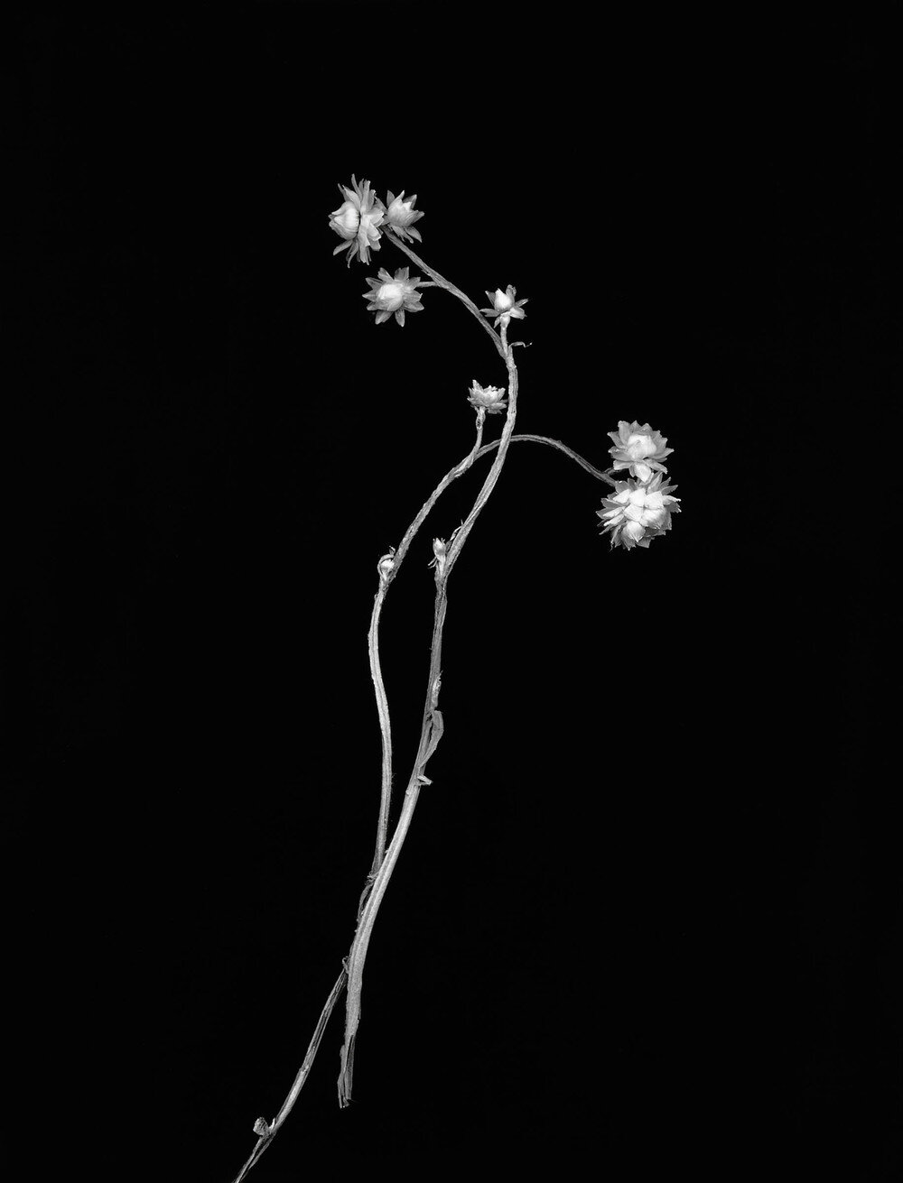   Helichrysum , 2012, Inkjet Print, 25 x 20 inches 
