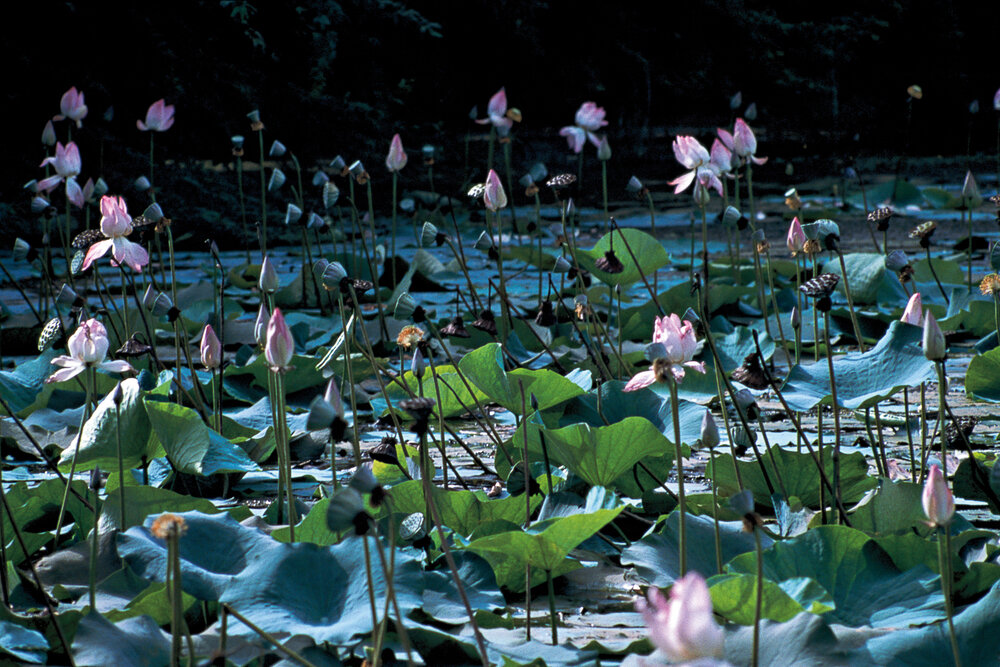   Lotus Pond , 1991, Inkjet Print, 45.5 x 34 inches  From the&nbsp; Handfuls of Sunshine: &nbsp;A Soul Journey Through India &nbsp;portfolio 