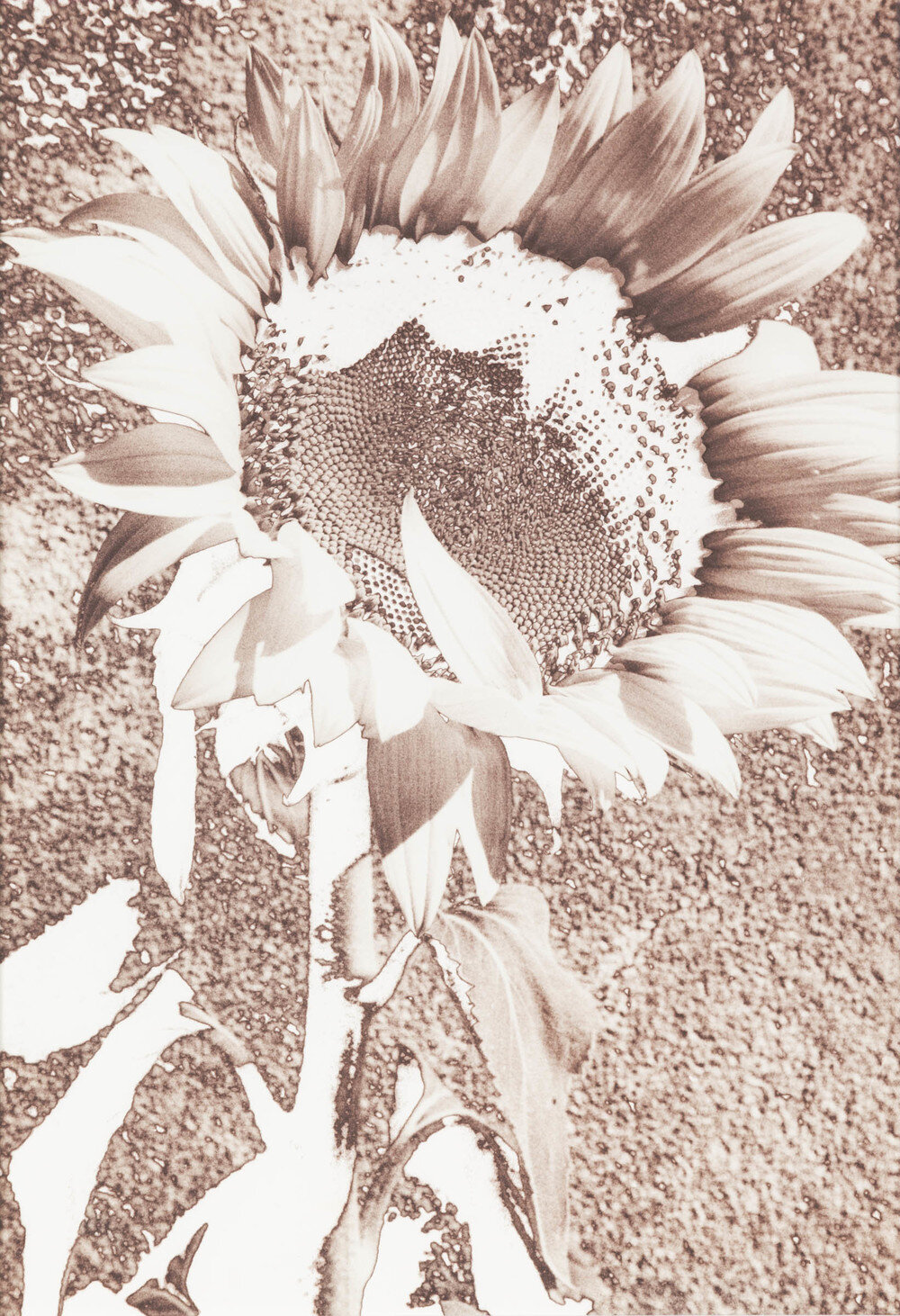   Helianthus , 1990, Mordancage process,25 x 20 inches 