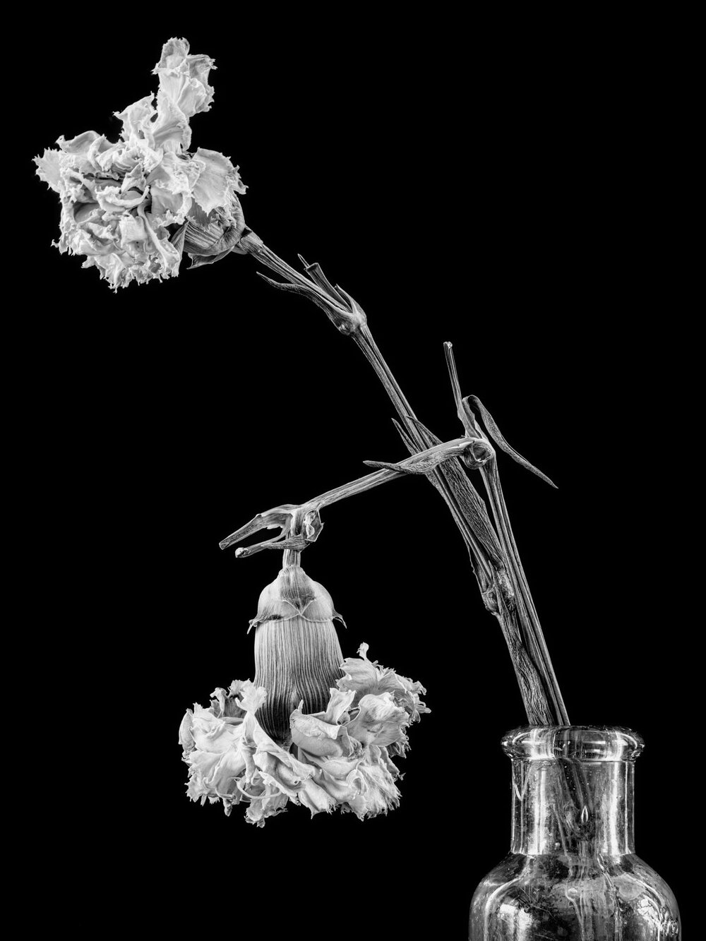 21-14-Good Luck in a Bottle (Carnations), ME, 2020.jpg