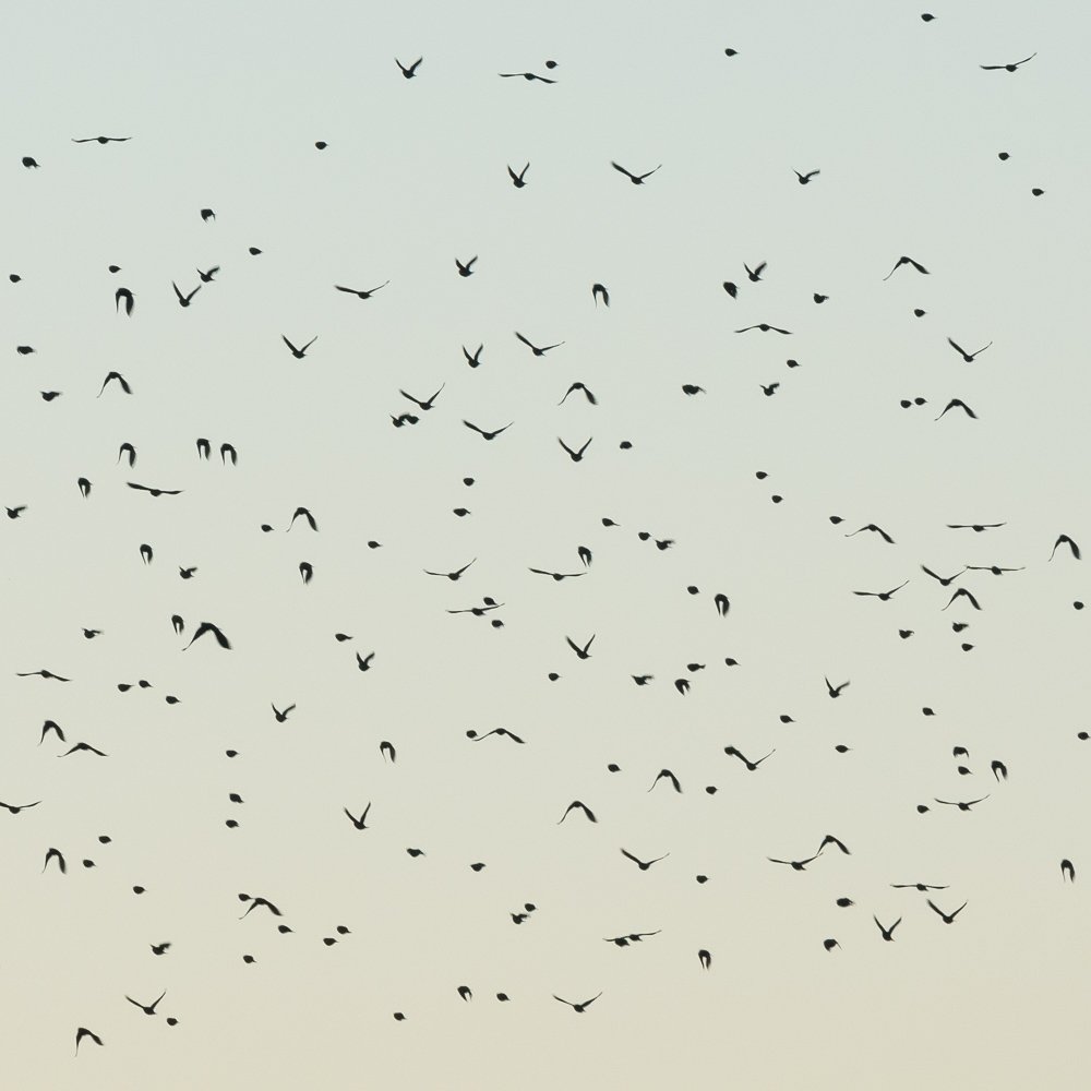 Jim Nickelson, Bosque del Apache National Wildlife Refuge, New Mexico, 2015, Inkjet print, 30 x 30 inches