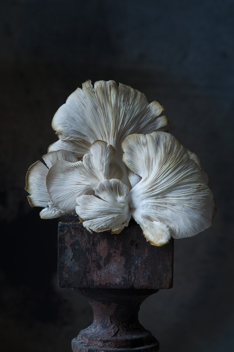 Karlin_Italian Oyster Mushroom-2.jpg