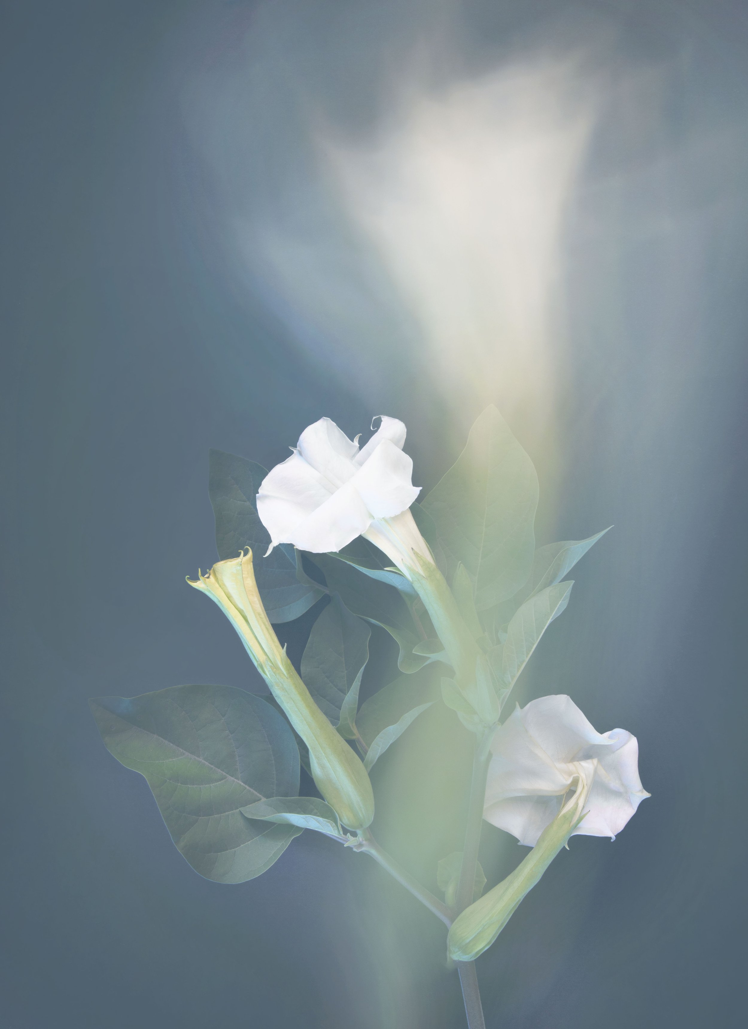 Joyce Tenneson, Angel's Trumpet, 2/10, 2021, Archival pigment prints, 22 x 17 inches, $1,900. 