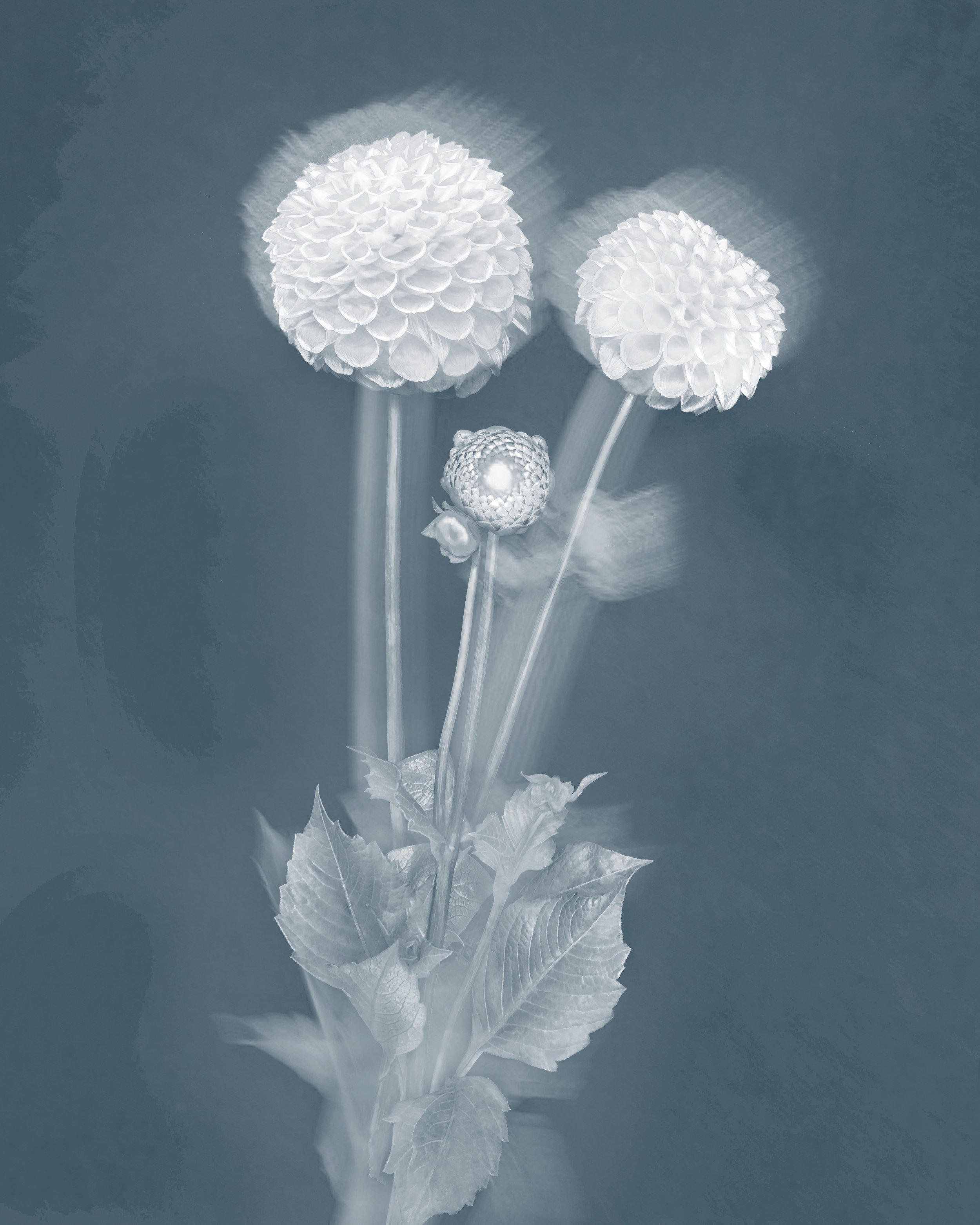 Joyce Tenneson, Pom Pom Dahlias, 2/10, 2021, Archival pigment prints, 22 x 17 inches, $1,900.