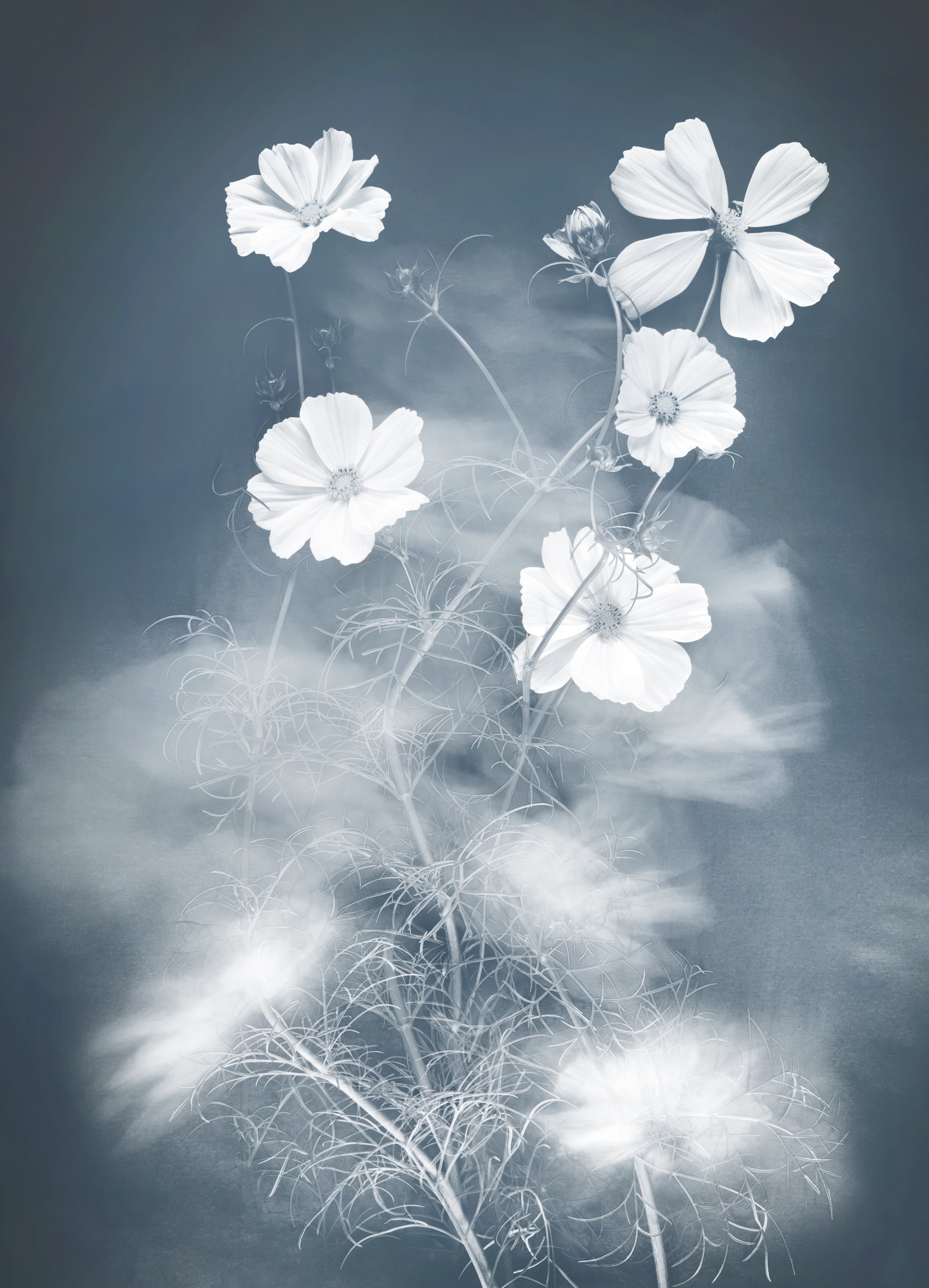 Joyce Tenneson, Cosmos, 2/10, 2021, Archival pigment prints, 22 x 17 inches, $1,900.