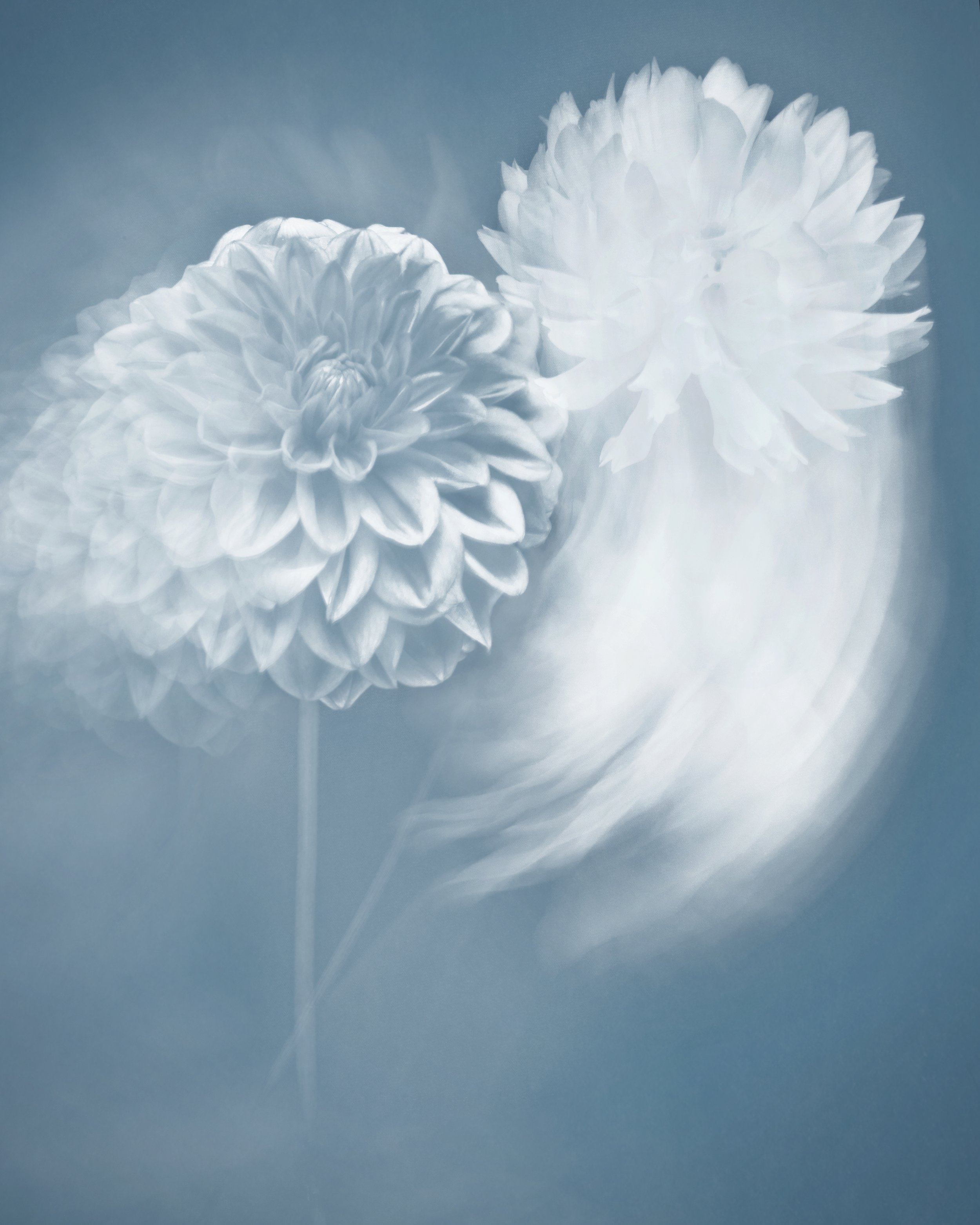 Joyce Tenneson, Magic Dahlias, 2/10, 2021, Archival pigment prints, 22 x 17 inches, $1,900.