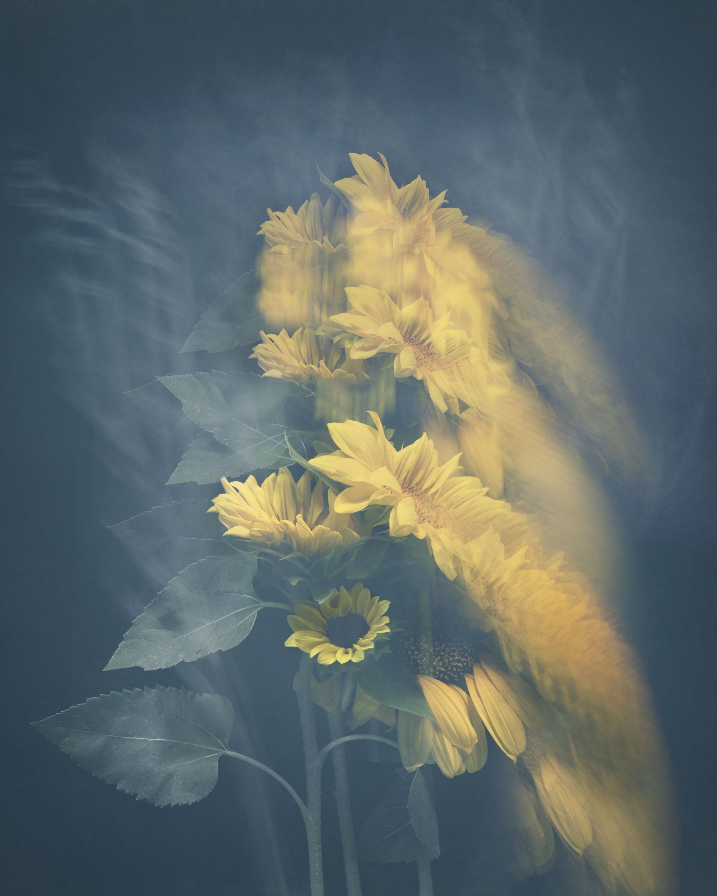 Joyce Tenneson, Sunflowers Dancing, 2/10, 2021, Archival pigment prints, 22 x 17 inches, $1, 900.