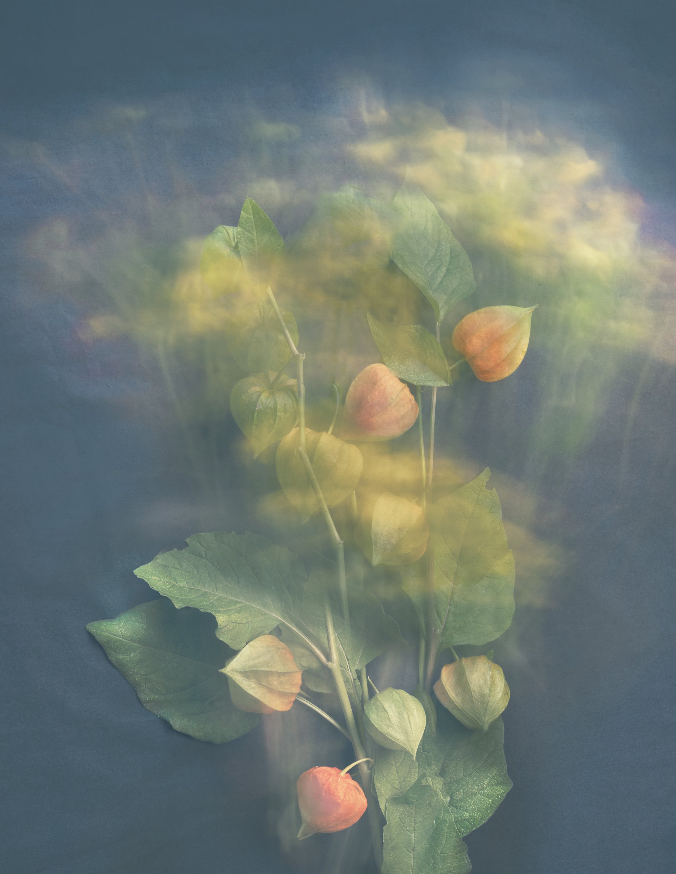 Joyce Tenneson, Radiant Chinese Lanterns, 2/10, 2021, Archival pigment prints, 22 x 17 inches, $1,900.