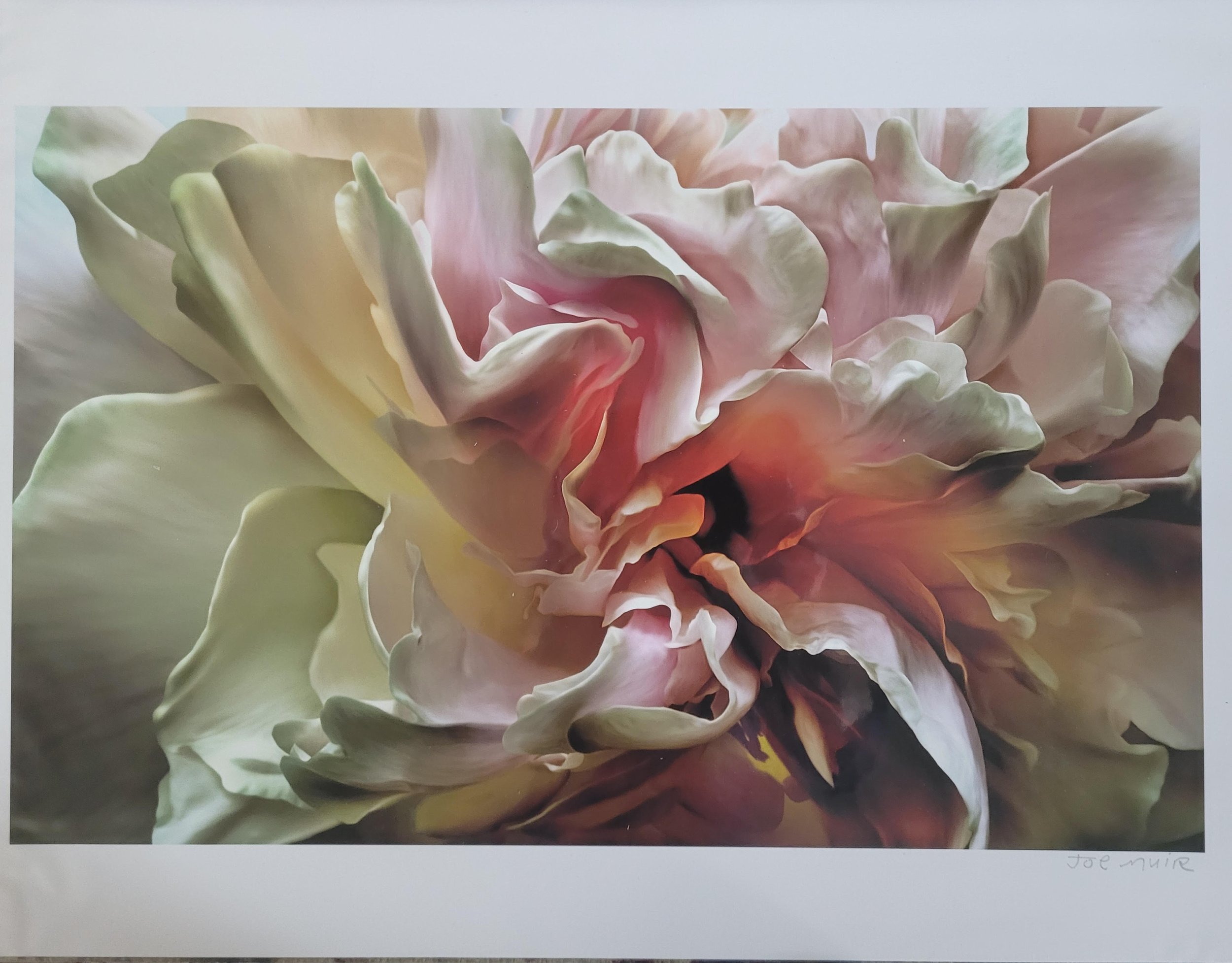  Joe Muir,  # 1,  From the Flower portfolio, 1/3, 2015-2020, Inkjet prints, 16 x 20 inches, $950. each (framed) 