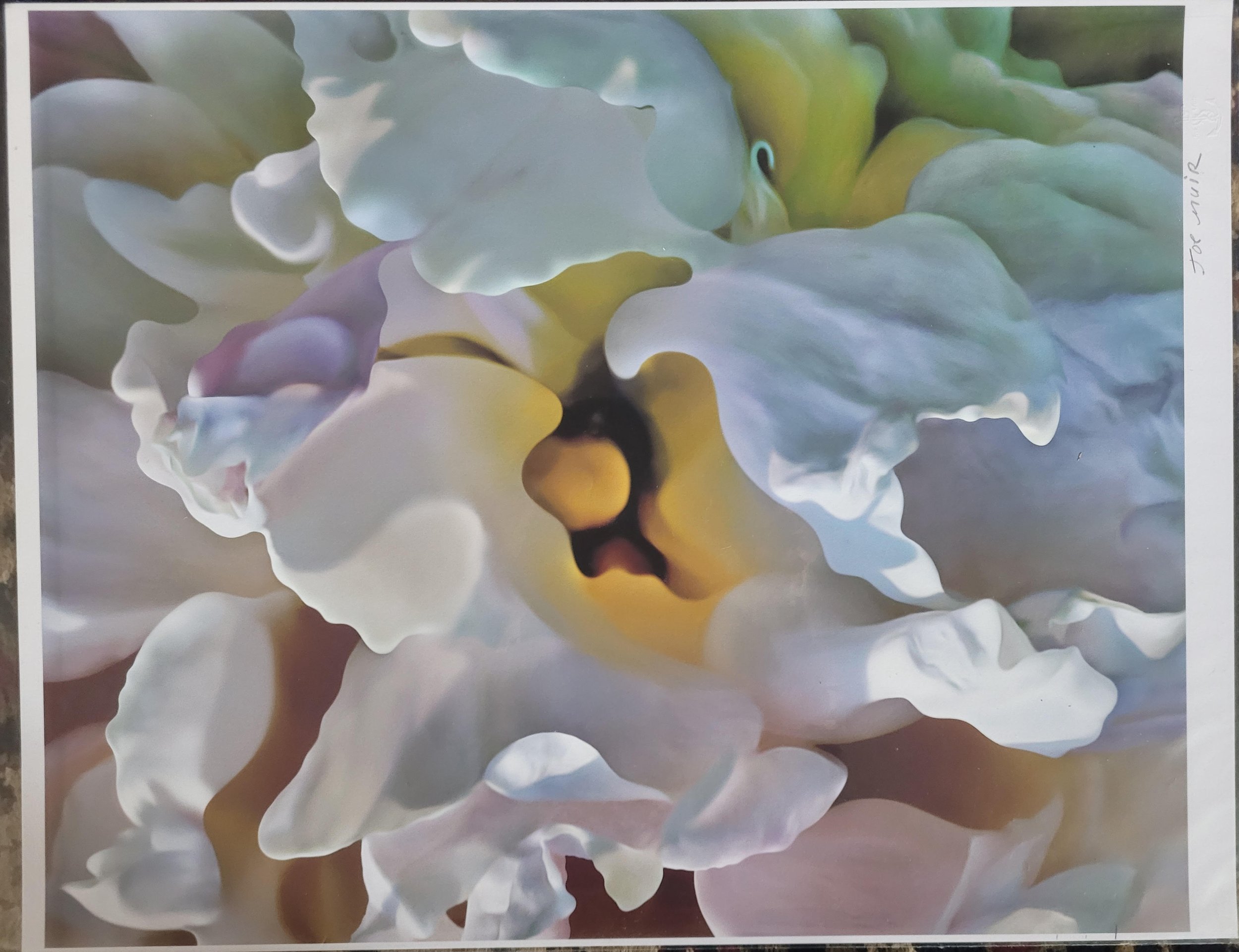  Joe Muir,  # 2,  From the Flower portfolio, 1/3, 2015-2020, Inkjet prints, 16 x 20 inches, $950. each (framed) 