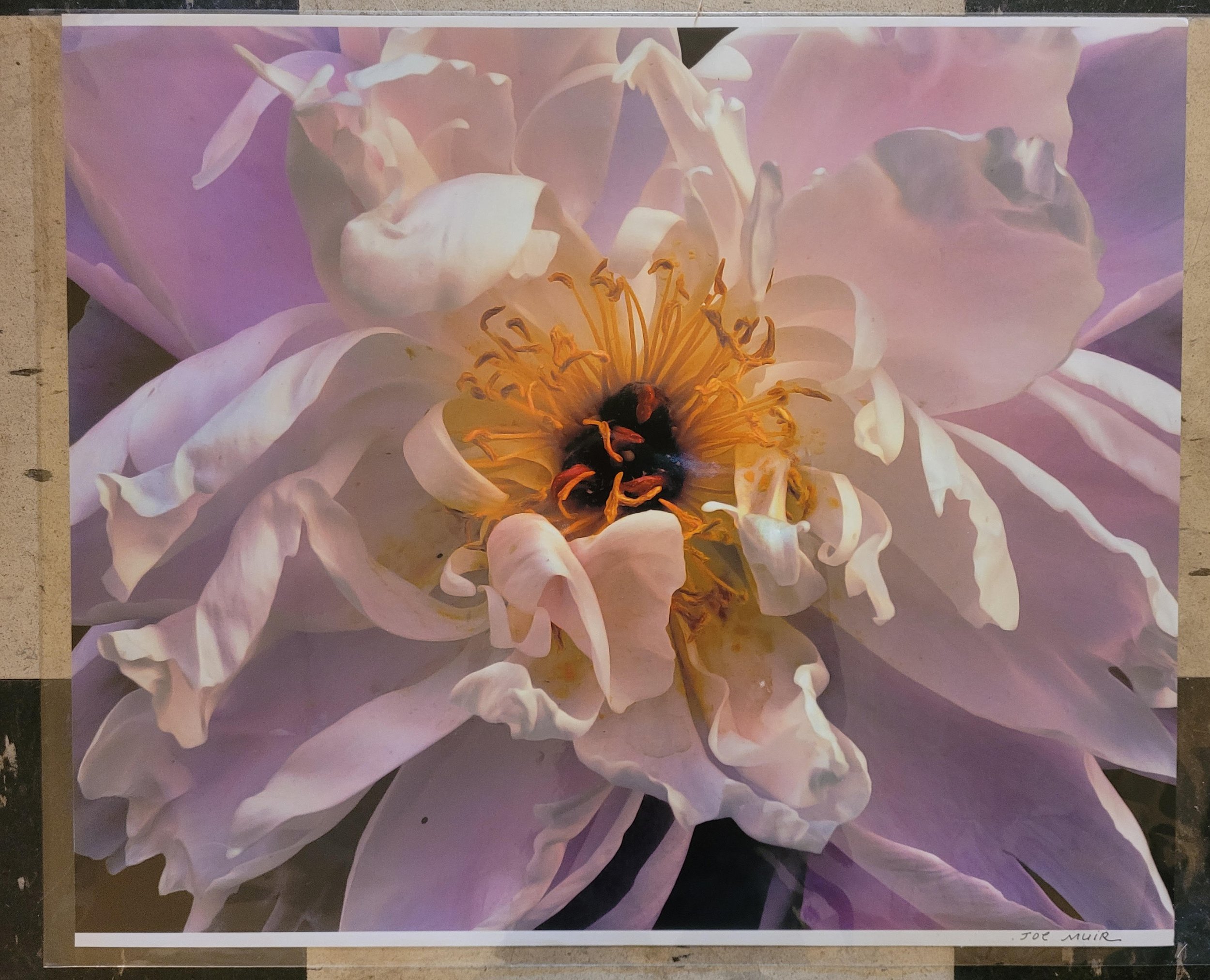  Joe Muir,  # 3,  From the Flower portfolio, 1/3, 2015-2020, Inkjet prints, 16 x 20 inches, $950. each (framed) 