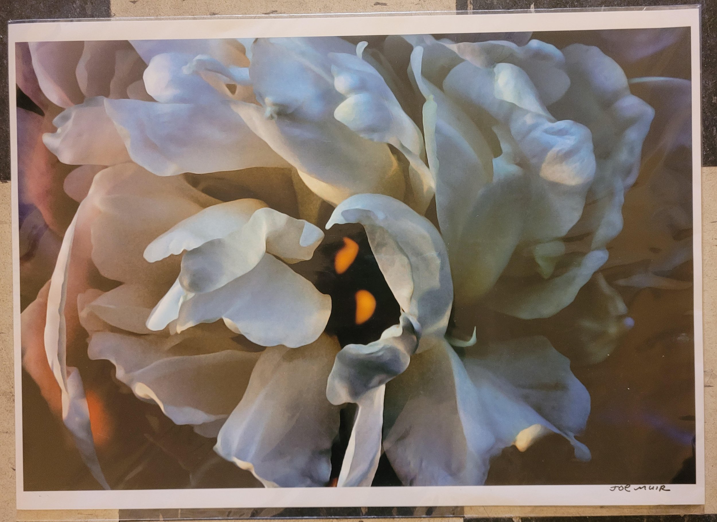  Joe Muir,  # 4,  From the Flower portfolio, 1/3, 2015-2020, Inkjet prints, 16 x 20 inches, $950. each (framed) 